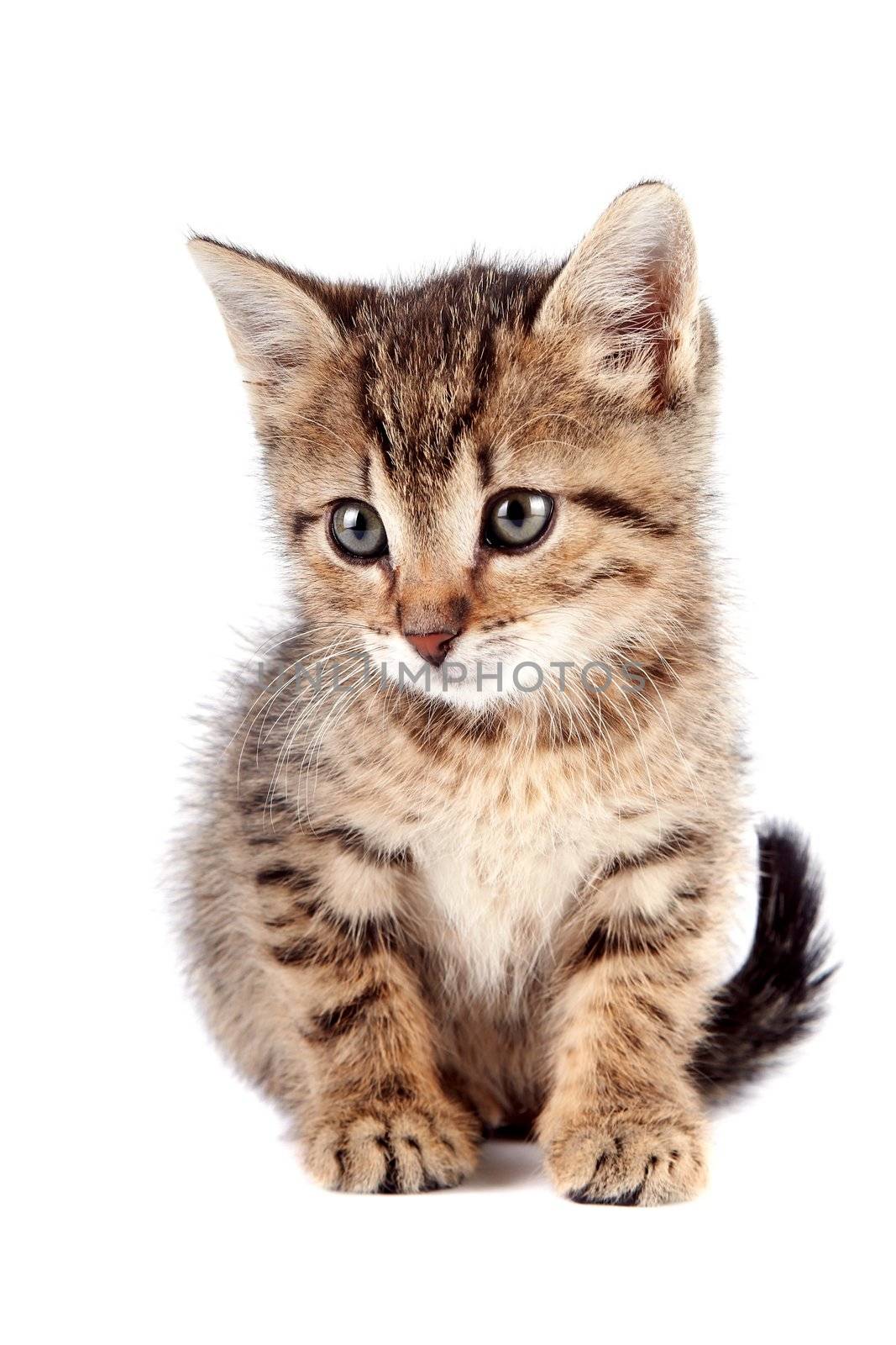 The striped kitten sits on a white background
