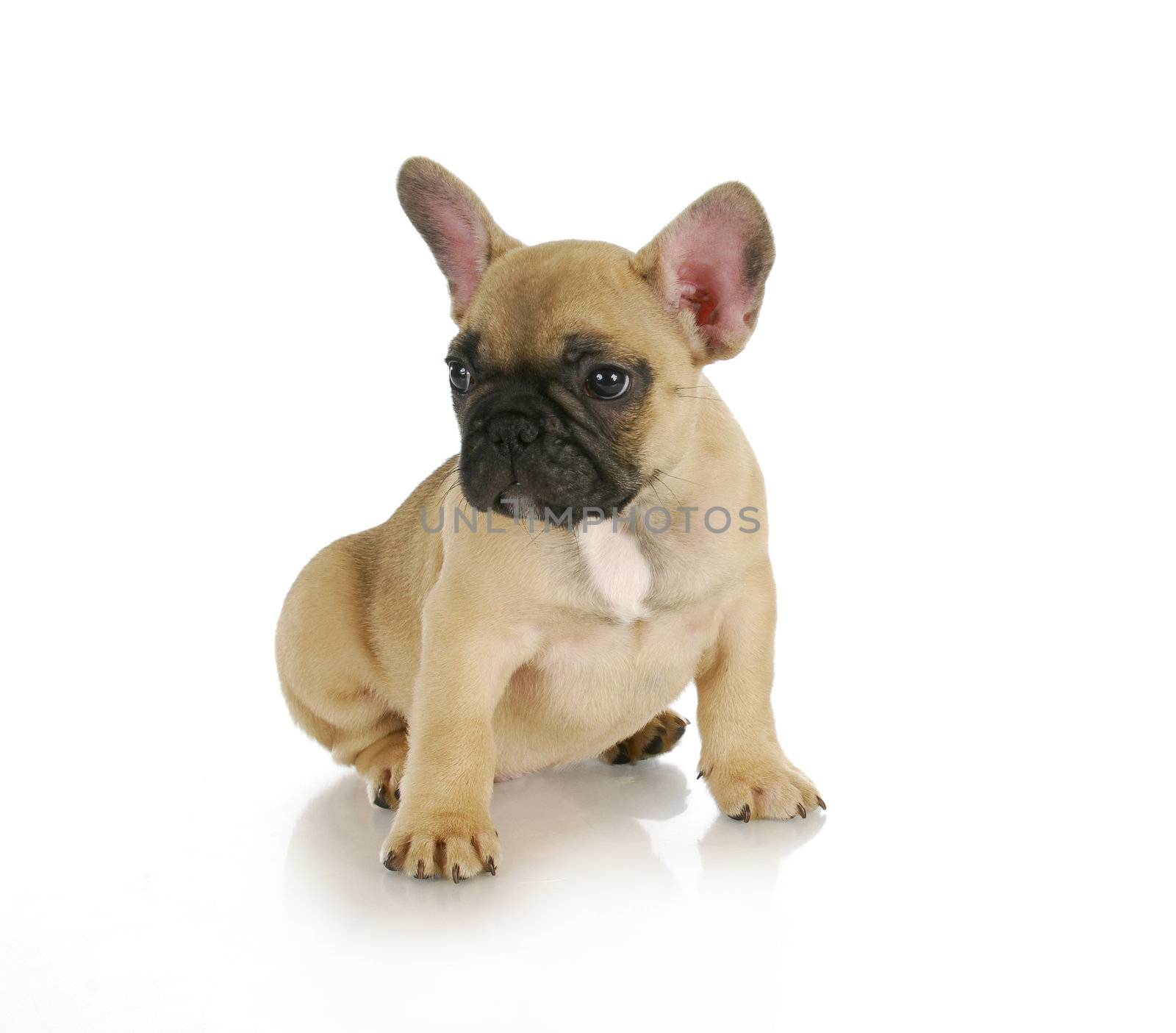 cute puppy - french bulldog sitting on white background - 8 weeks old