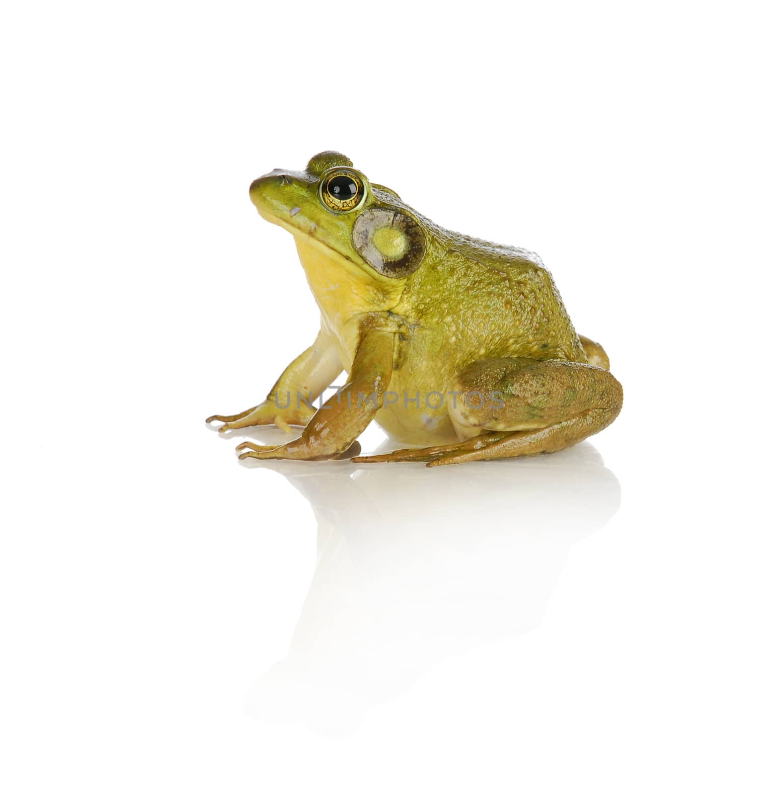 bullfrog species from southwestern ontario - studio shot isolated