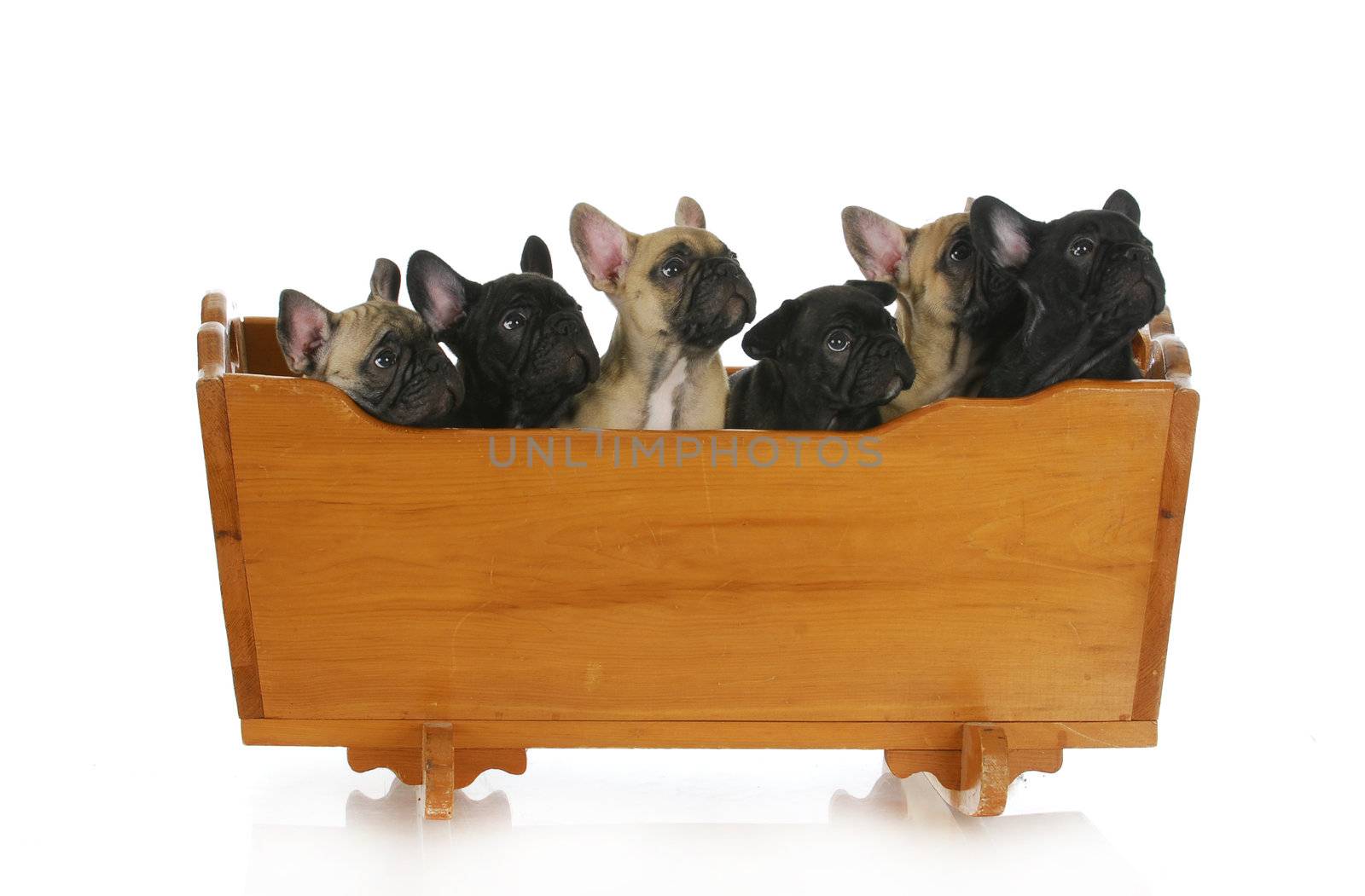 litter of puppies - french bulldog puppies in a cradle - 8 weeks old
