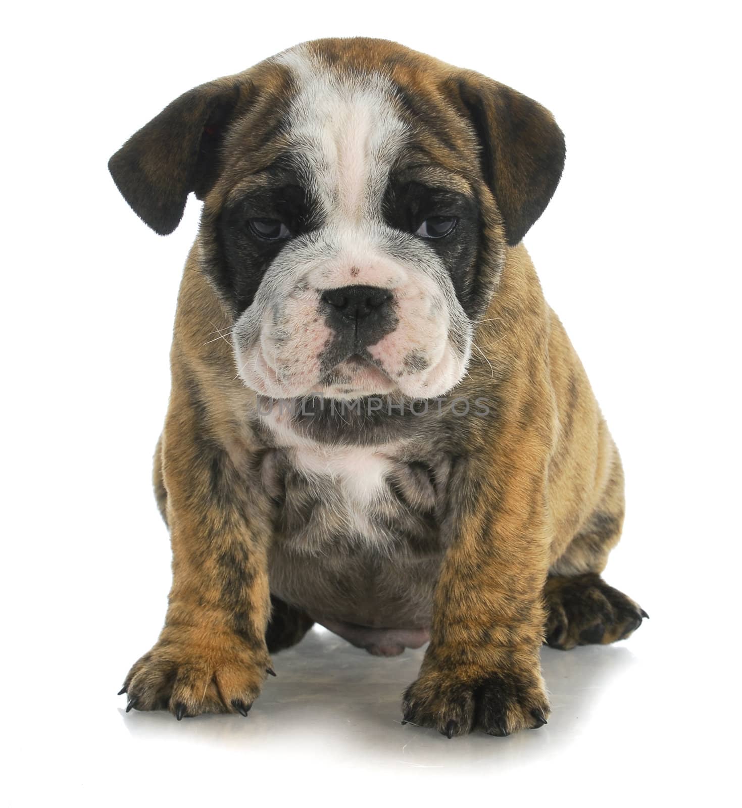 cute puppy - bulldog sitting on white background - 8 weeks old
