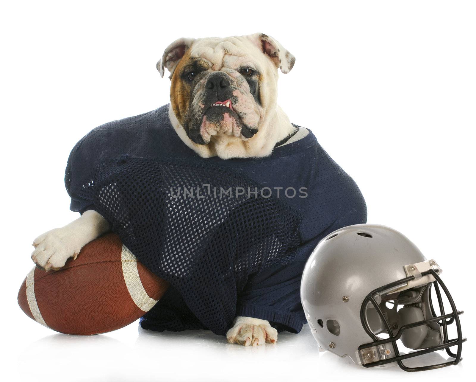 sports hound - english bulldog dressed up like a football player on white background