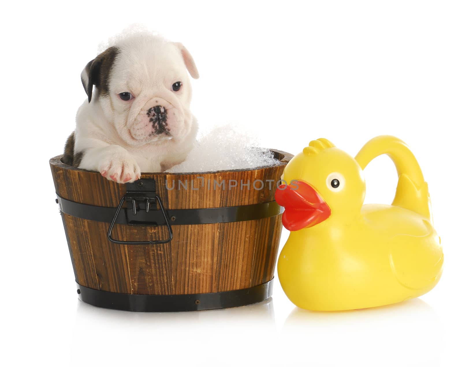 puppy bath time - english bulldog puppy in wooden wash basin with soap suds and rubber duck
