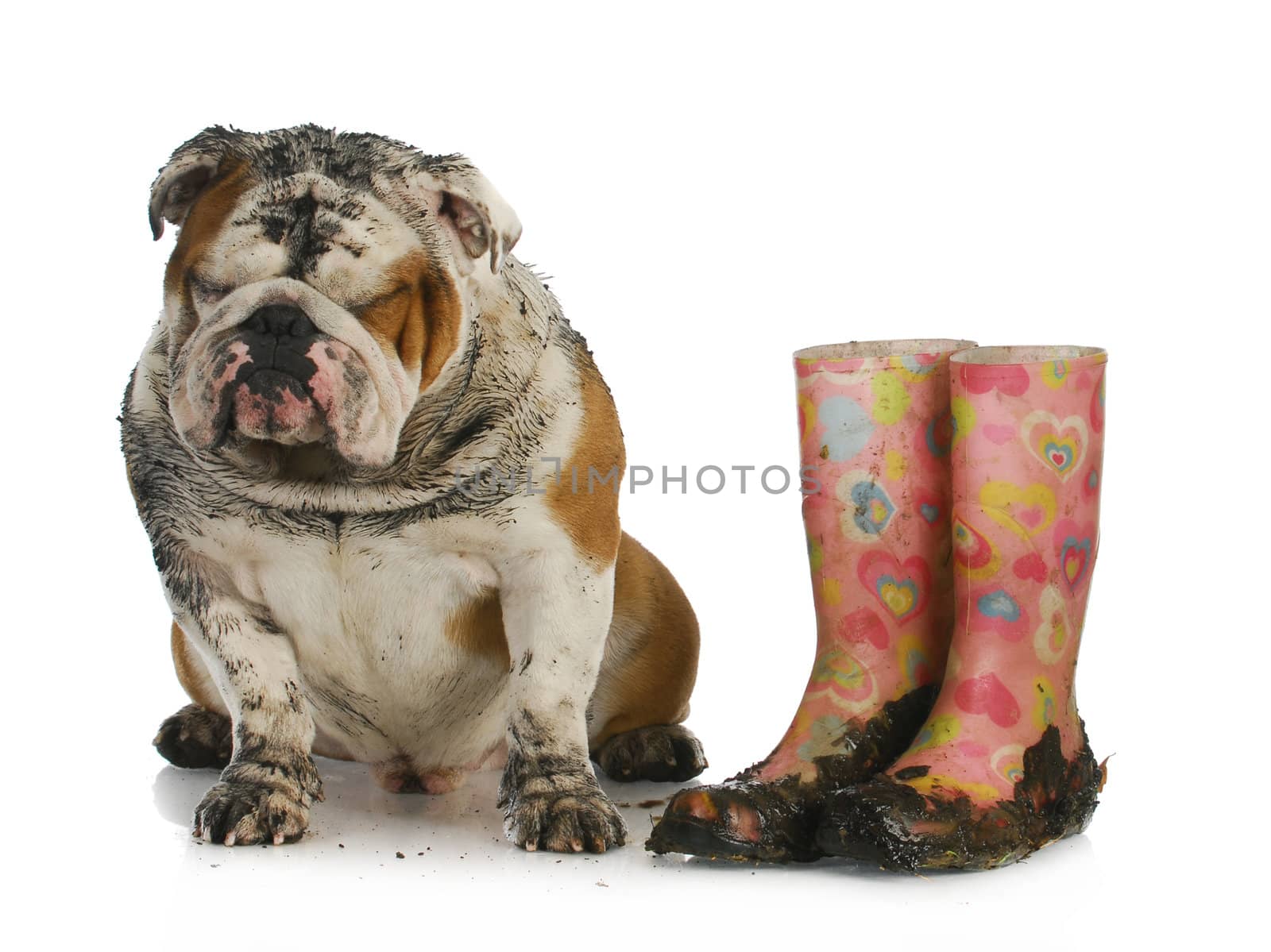 bad dog - muddy english bulldog sitting beside dirty boots on white background