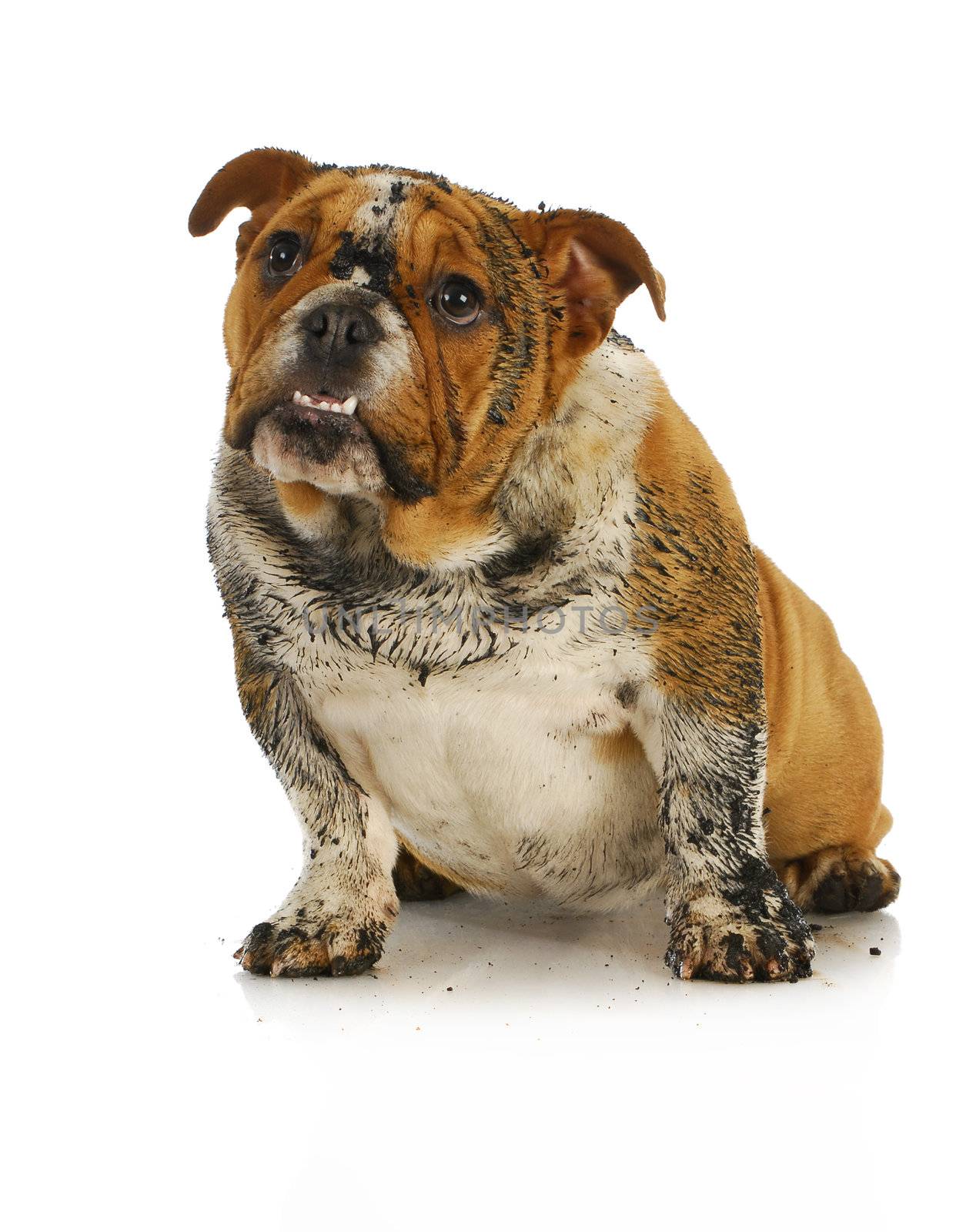 dirty dog - muddy english bulldog looking up with reflection on white background
