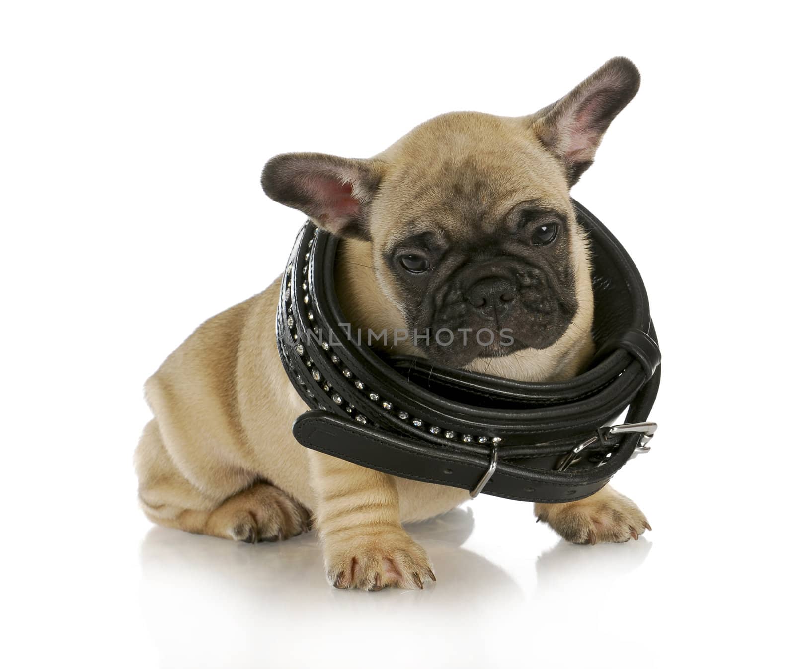 puppy growth - french bulldog wearing a black leather collar that is too big - 8 weeks old