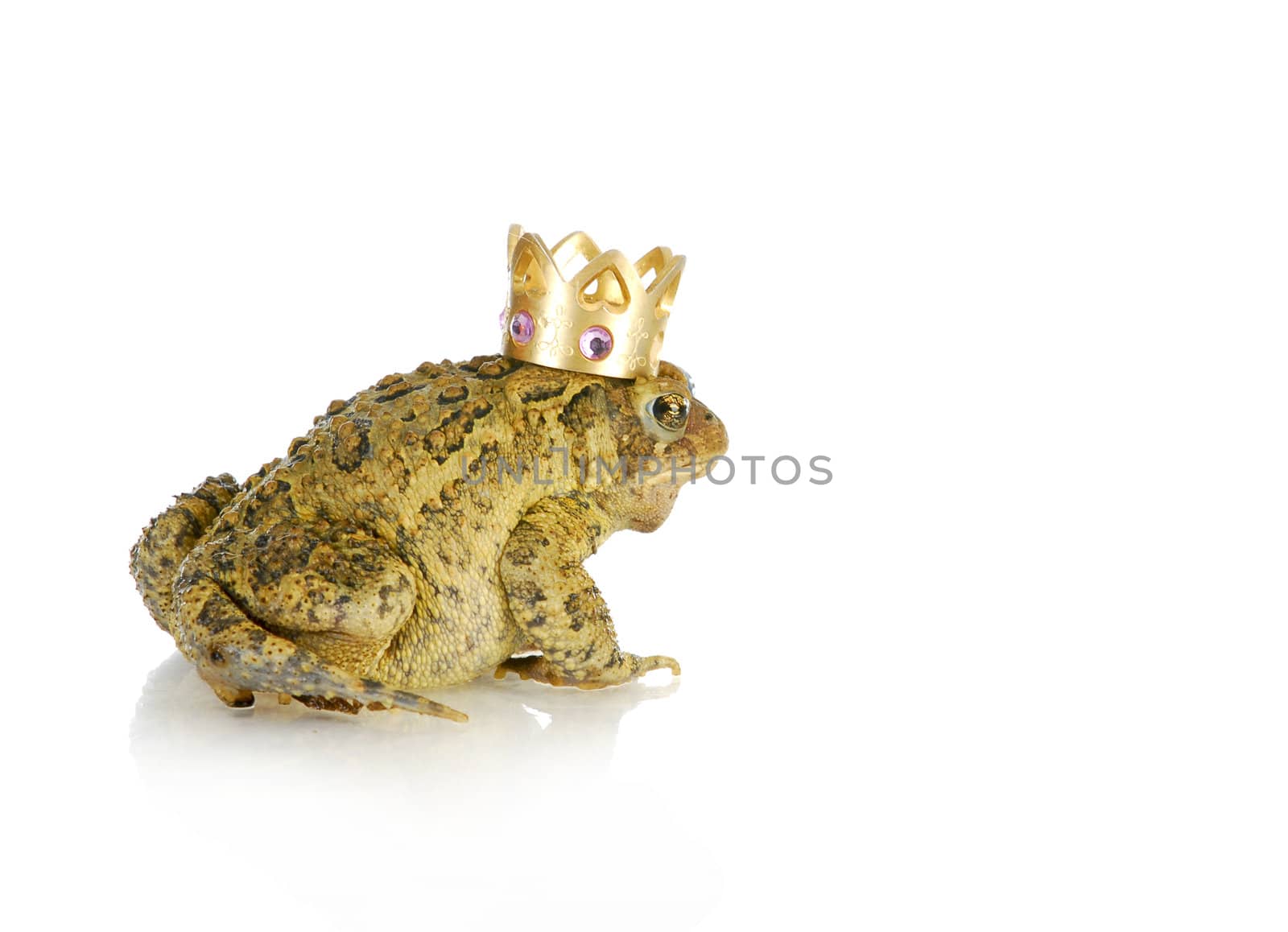 toad prince - toad wearing a gold jewelled crown on white background