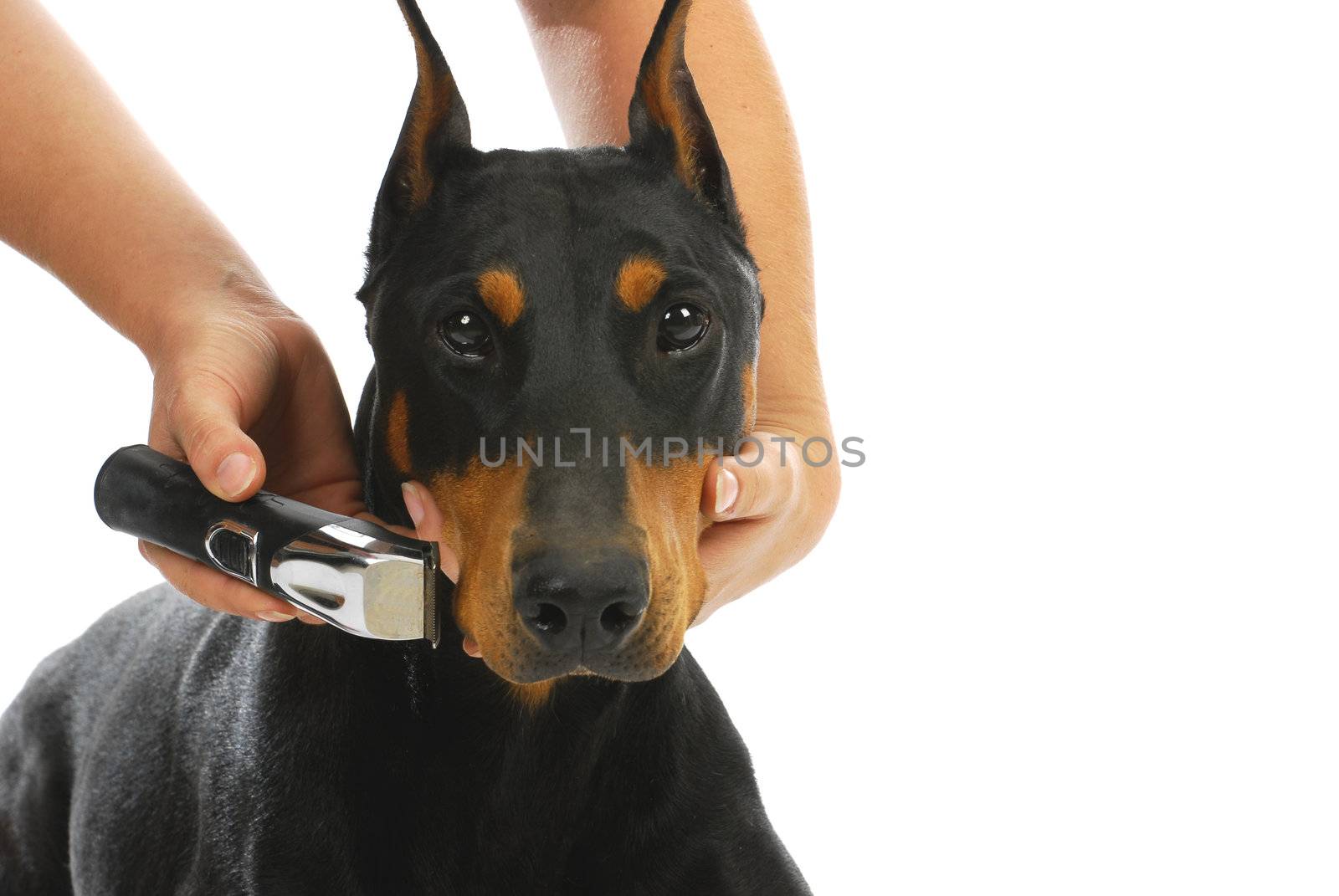 shaving dogs face - doberman pinscher getting whiskers shaved