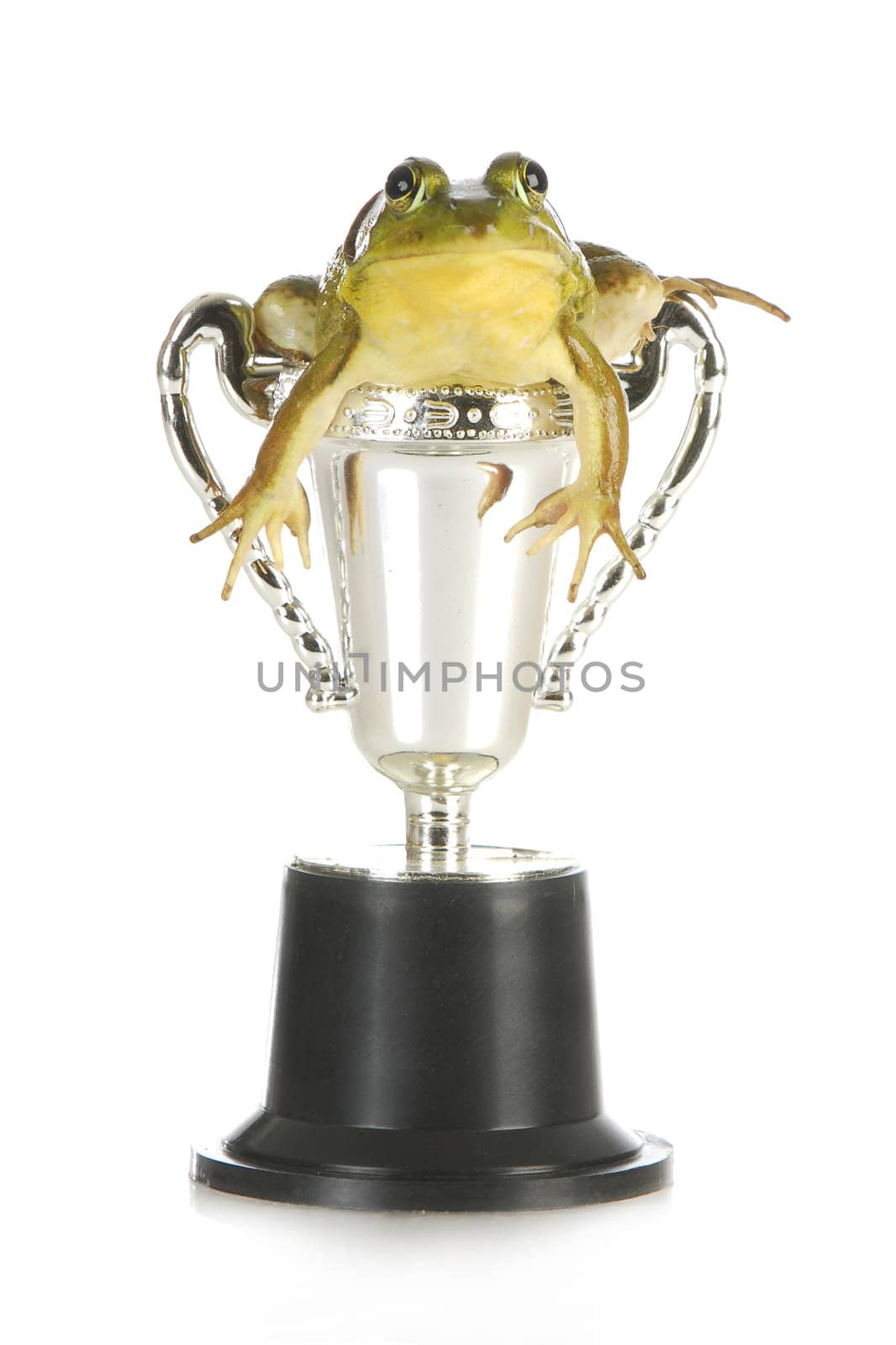 frog in a trophy isolated on white background