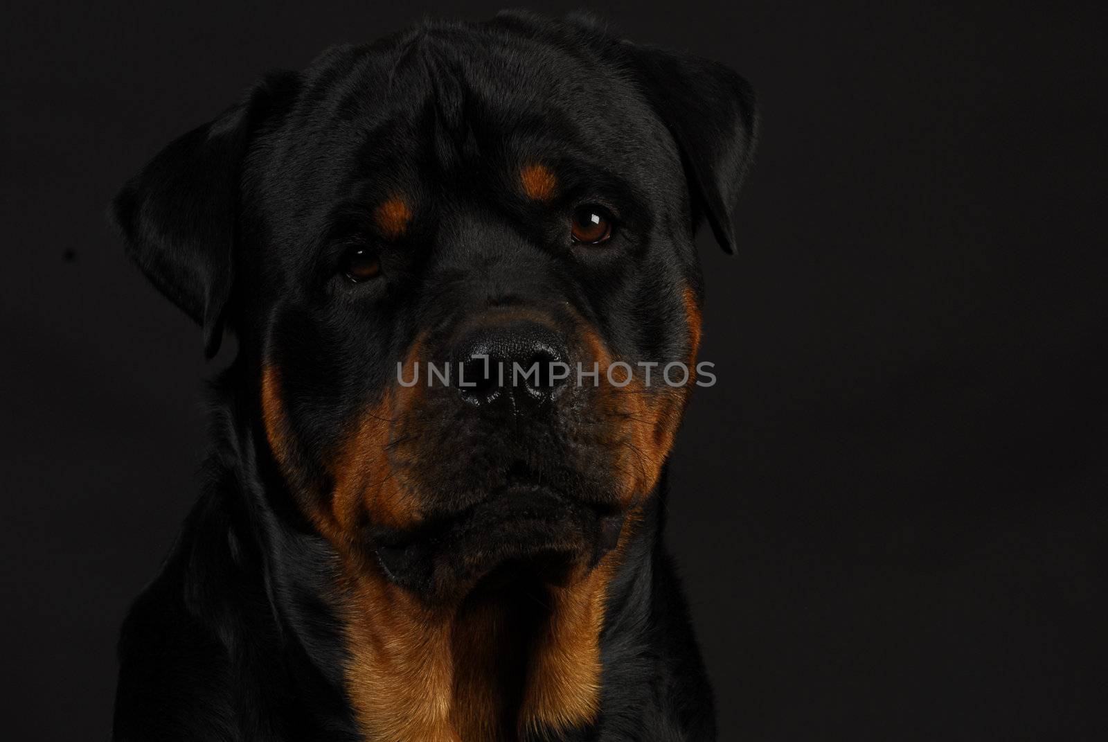 rottweiler  by willeecole123