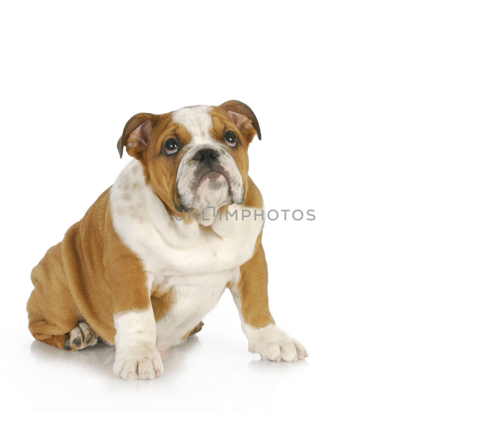 guilty looking puppy - english bulldog puppy looking up with guilty expression 