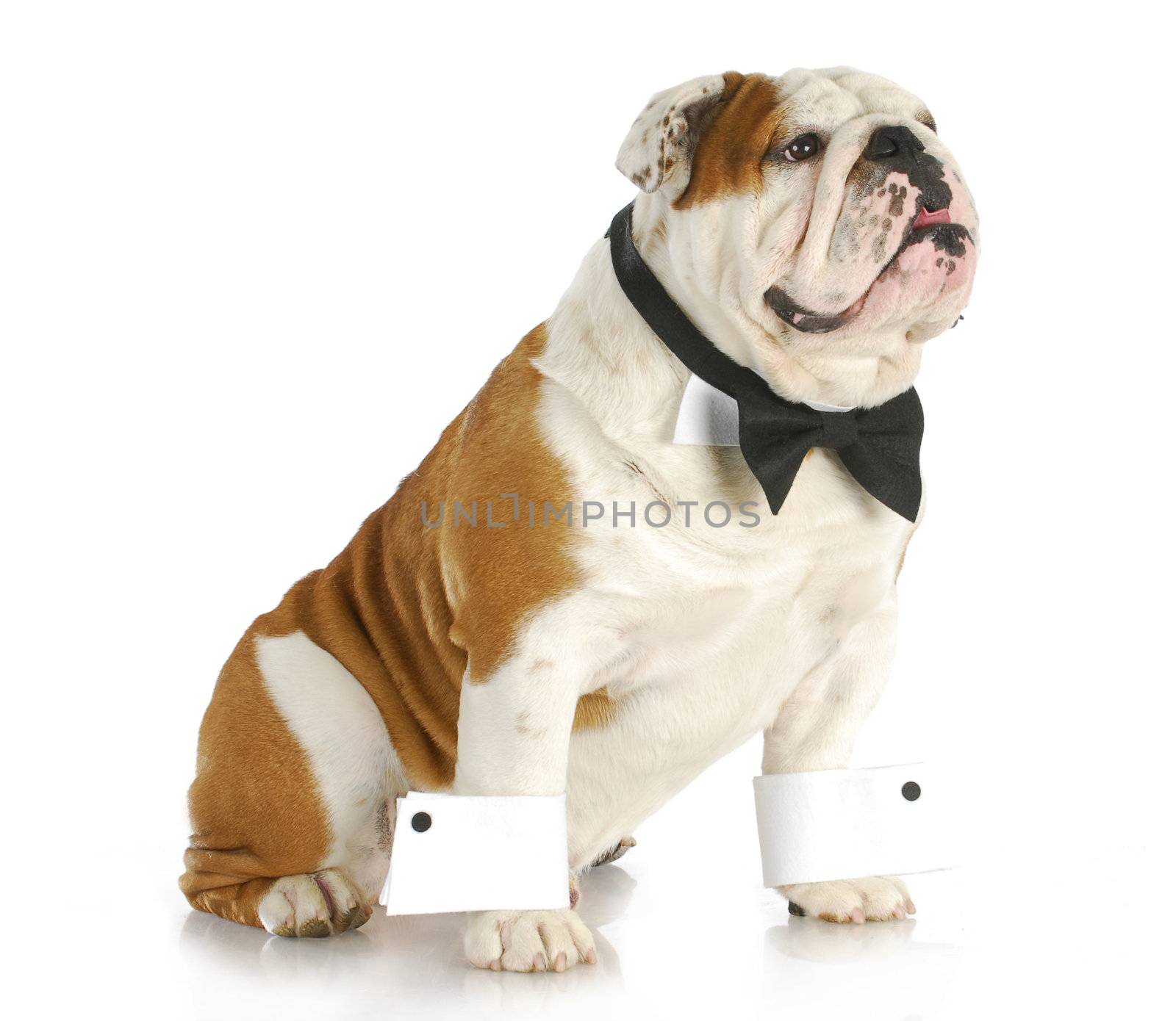 male dog - english bulldog dressed up wearing bowtie and cuffs on white background
