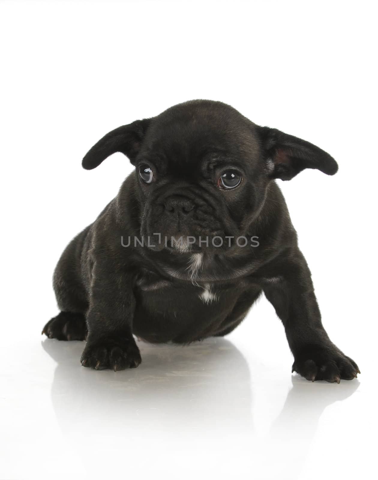 french bulldog puppy by willeecole123
