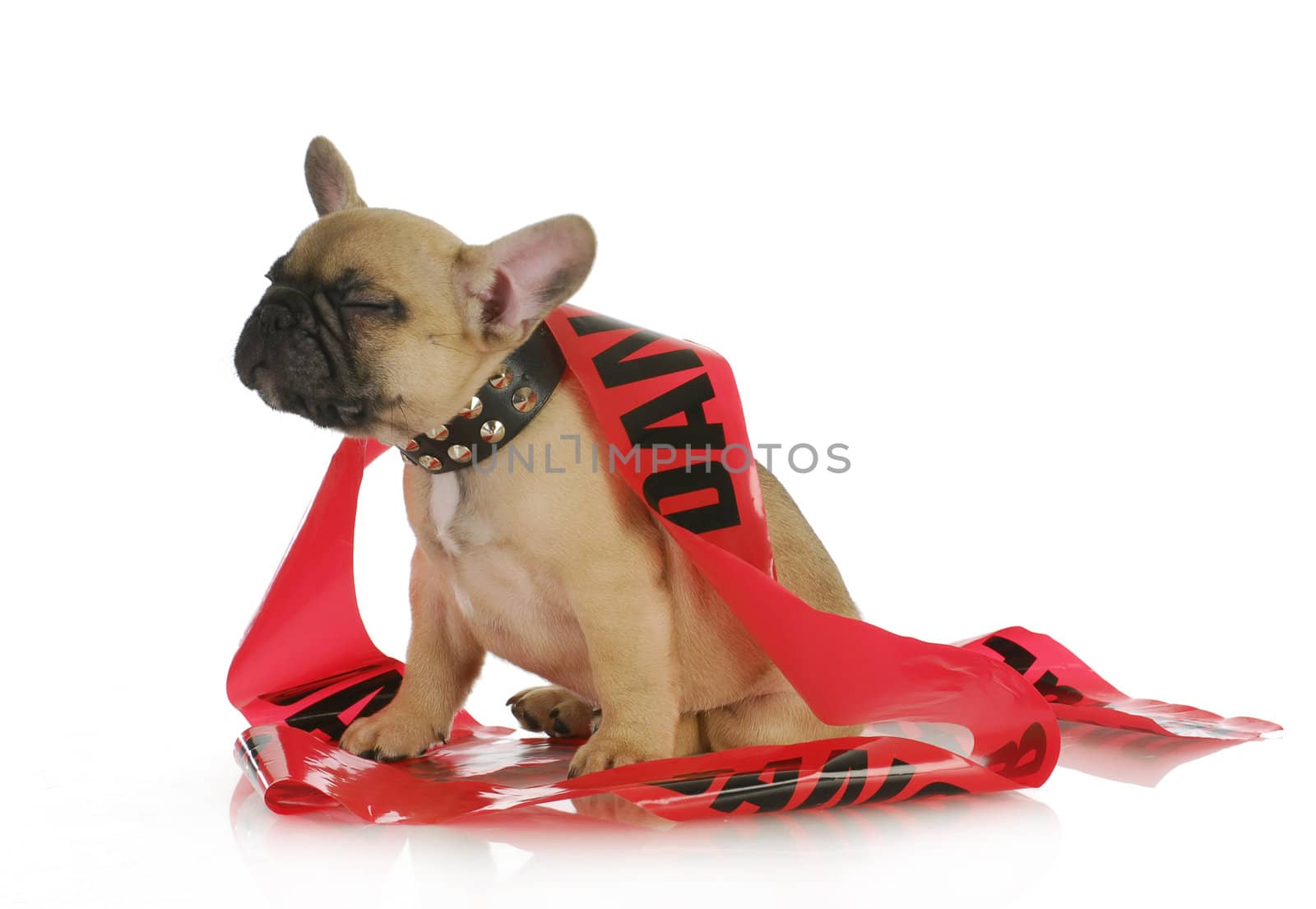 naughty dog - french bulldog with silly expression wrapped in danger tape - 8 weeks old
