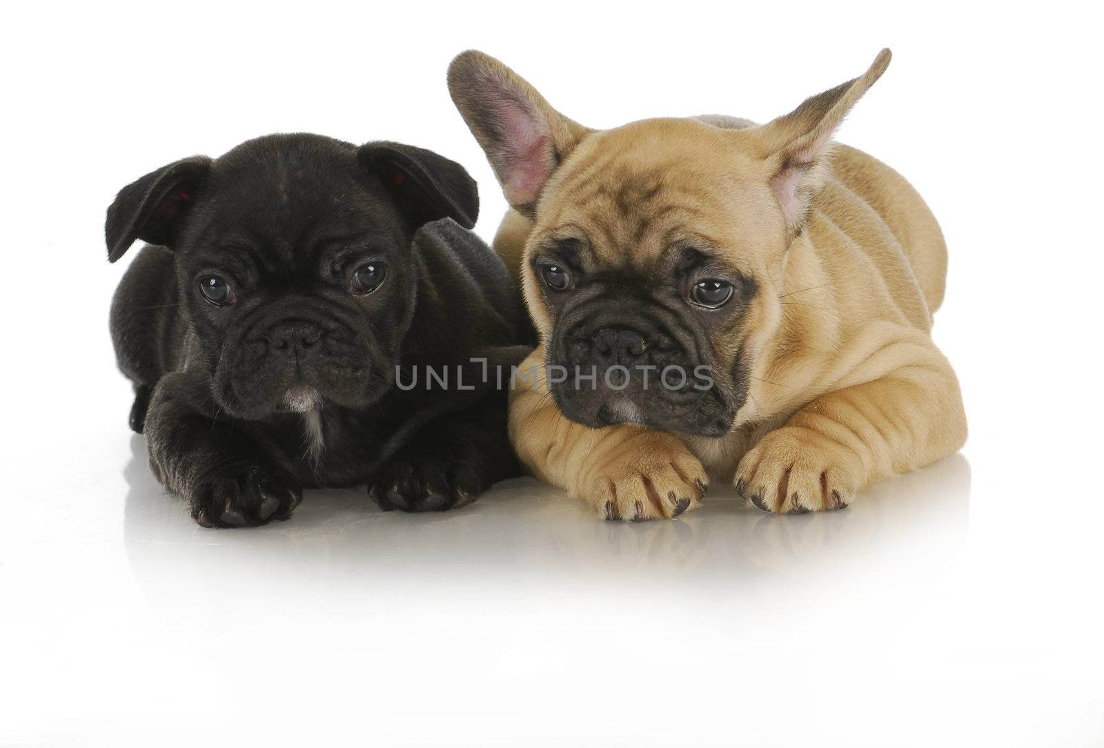 littermates - two french bulldog puppies on white background - 8 weeks old