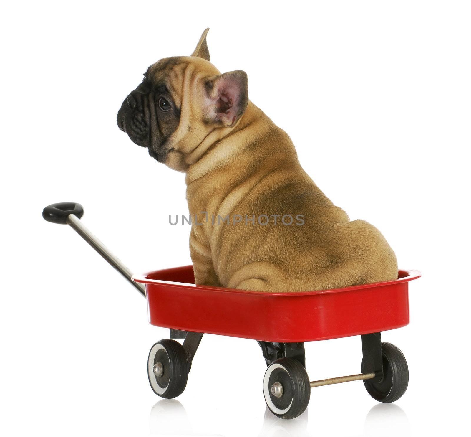 puppy in a wagon - french bulldog sitting in a red wagon - eight weeks old 