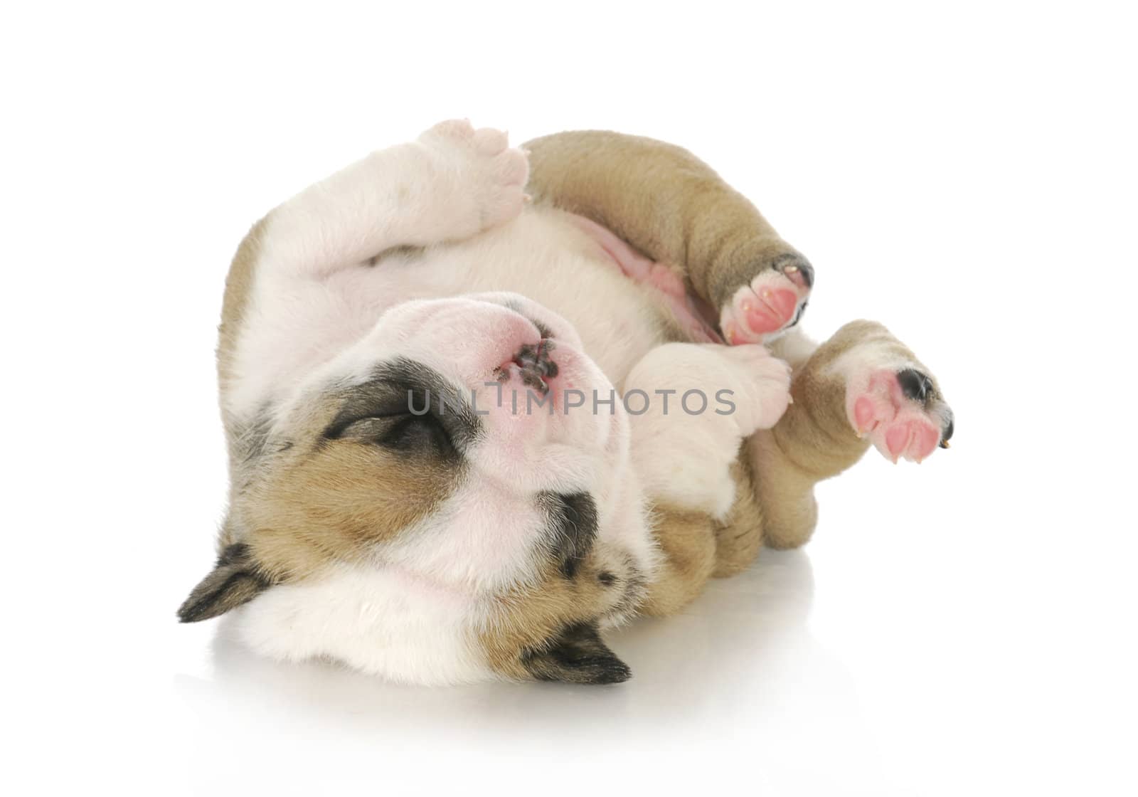 puppy upside down - cute english bulldog puppy upside down - 3 weeks old