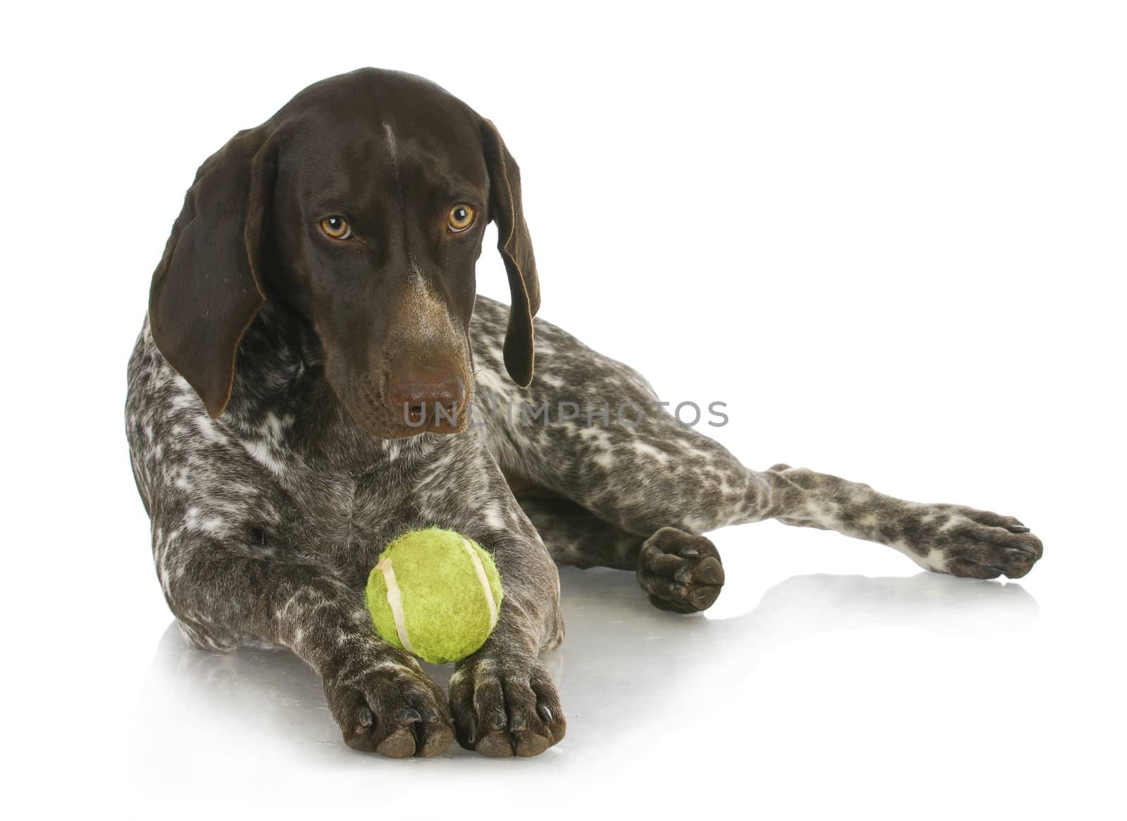 dog with a ball - german short haired pointer with a tennis ball between her paws - 4 months old