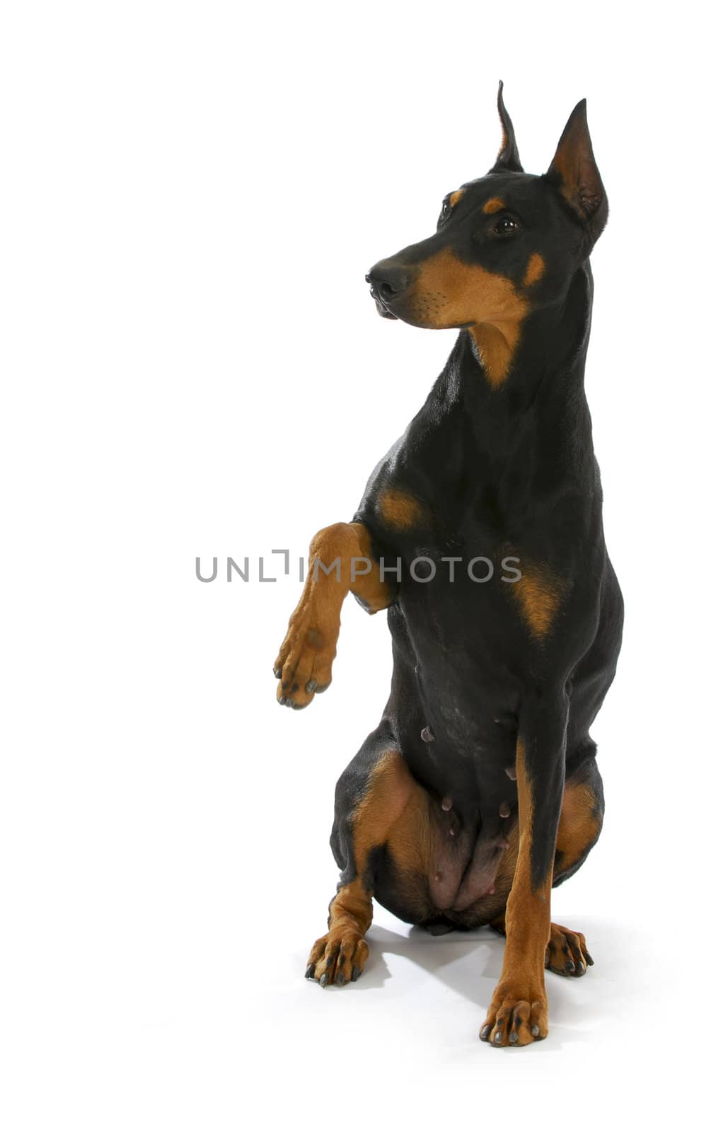 shake a paw - doberman pinscher with paw held up ready to shake a paw on white background