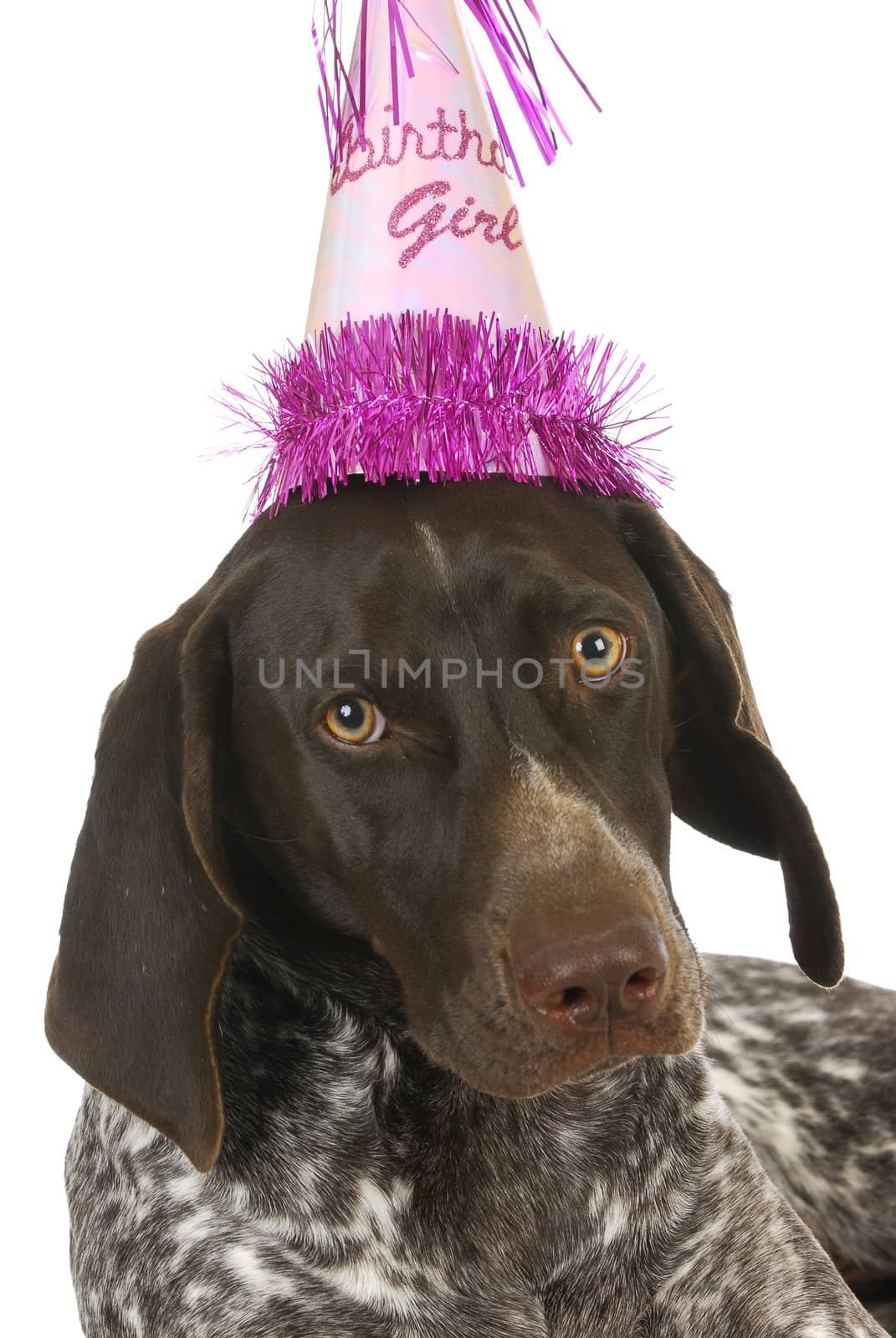 birthday dog - german short haired pointer wearing a birthday hat on white background