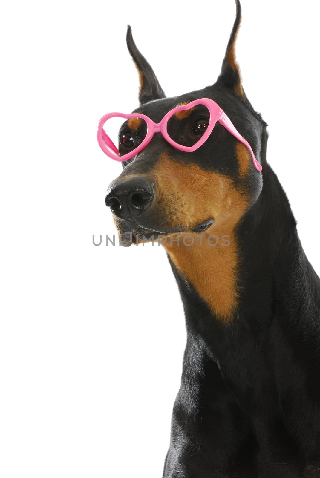 sweet dog - doberman pinscher wearing heart shaped glasses on white background