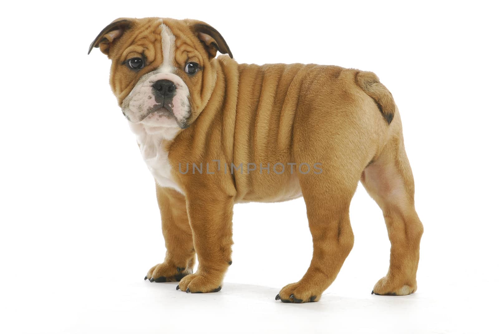 cute puppy - english bulldog puppy looking over shoulder - 8 weeks old