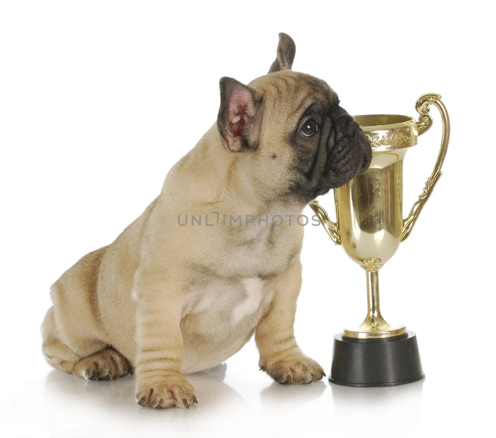 winning dog - french bulldog puppy sitting beside trophy - 8 week old frenchie puppy
