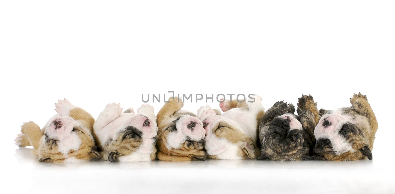  sleeping puppies - litter of sleeping english bulldog puppies on white background - 4 weeks old