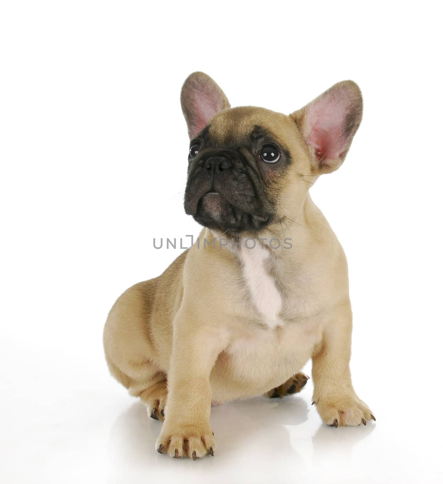 cute puppy - french bulldog puppy sitting looking up on white background - 8 weeks old