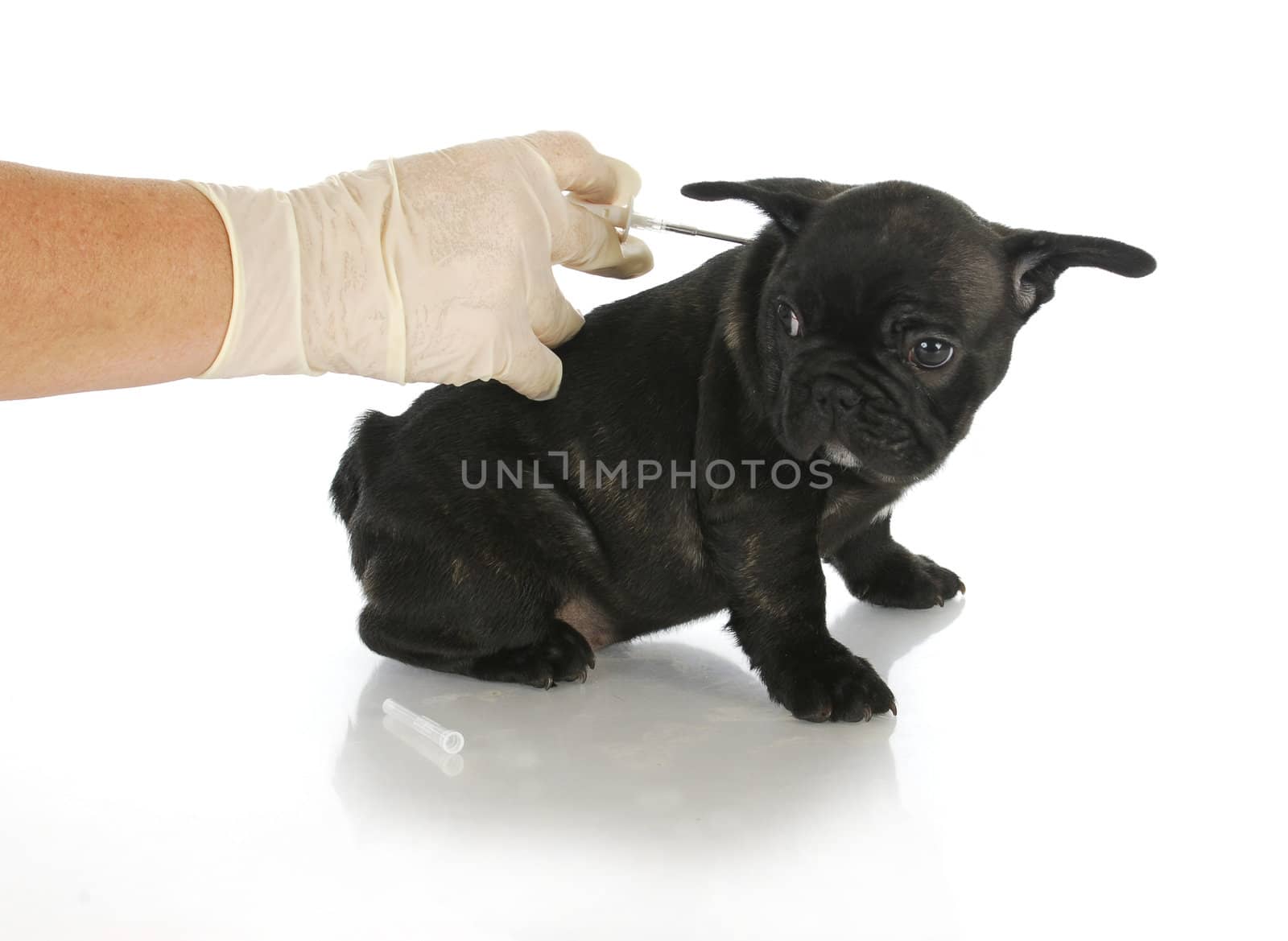 microchipping puppy by willeecole123
