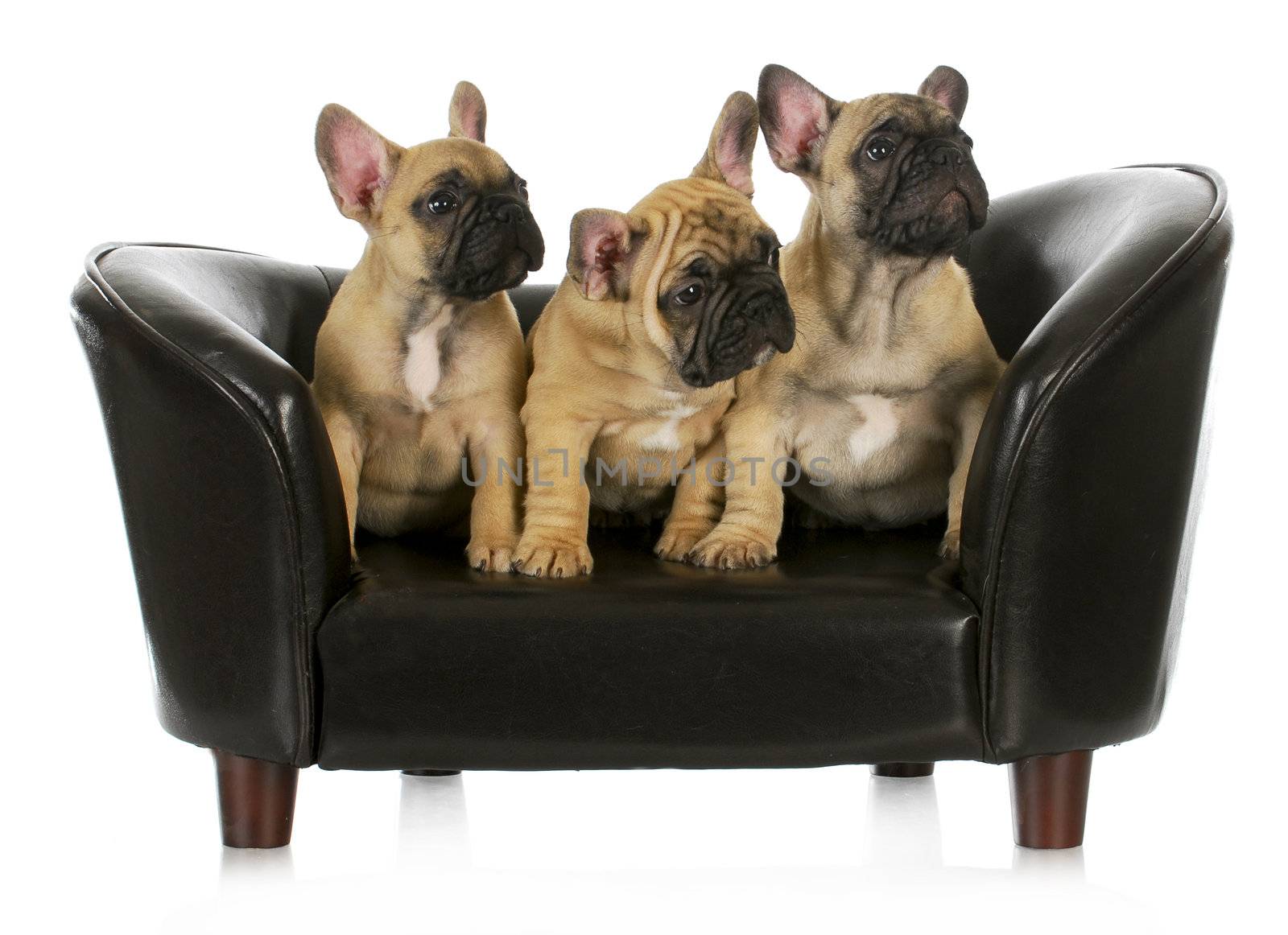 litter of puppies - three french bulldog puppies sitting on a couch on white background - 8 weeks old