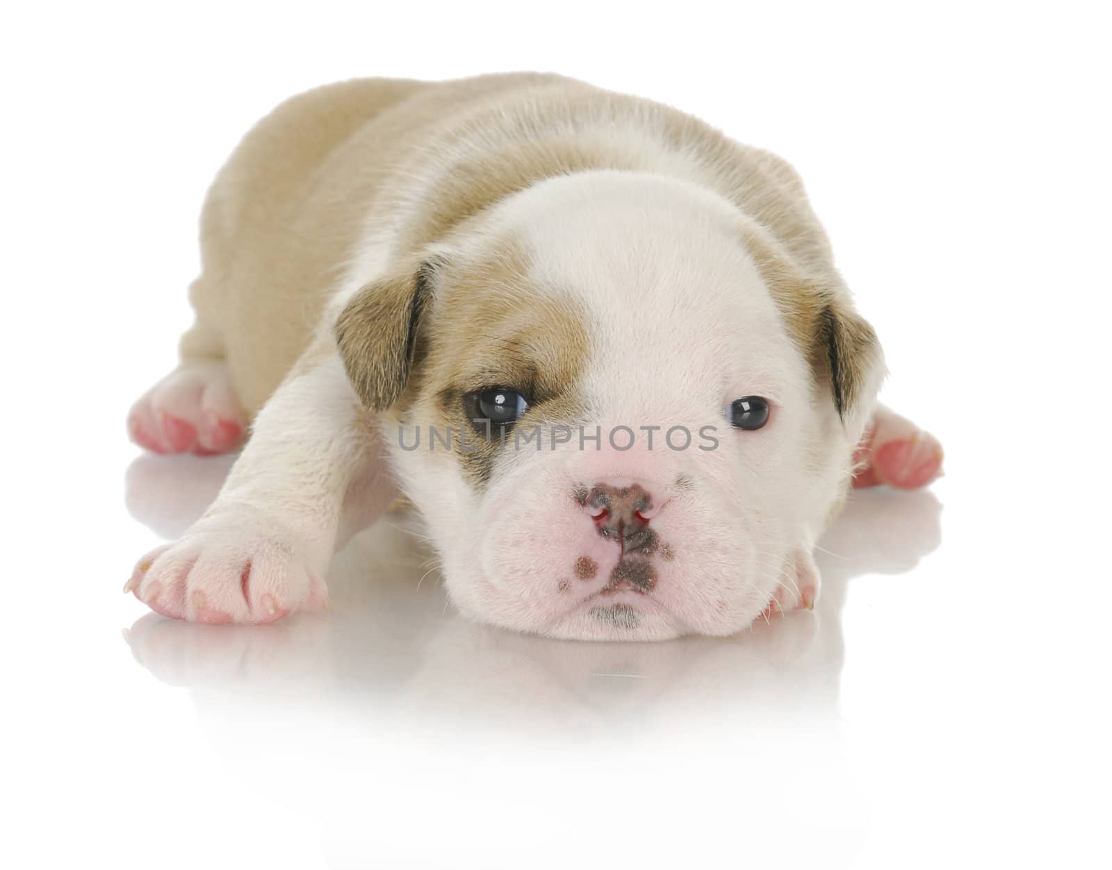 cute puppy - english bulldog puppy - 3 weeks old