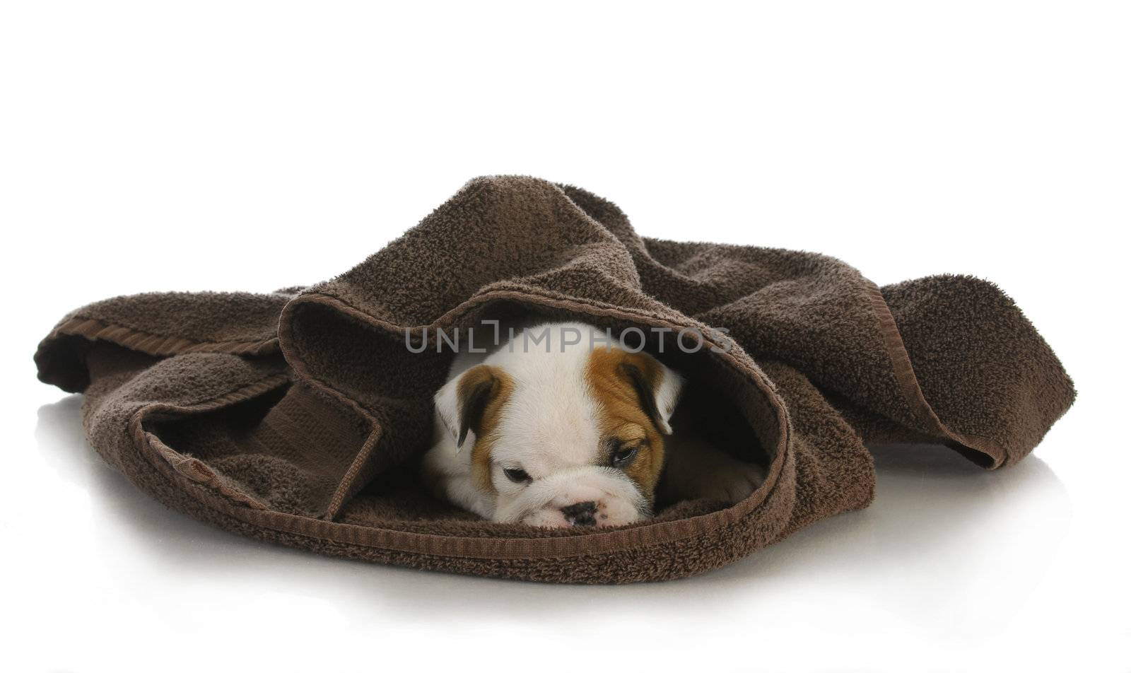 cute puppy hiding by willeecole123