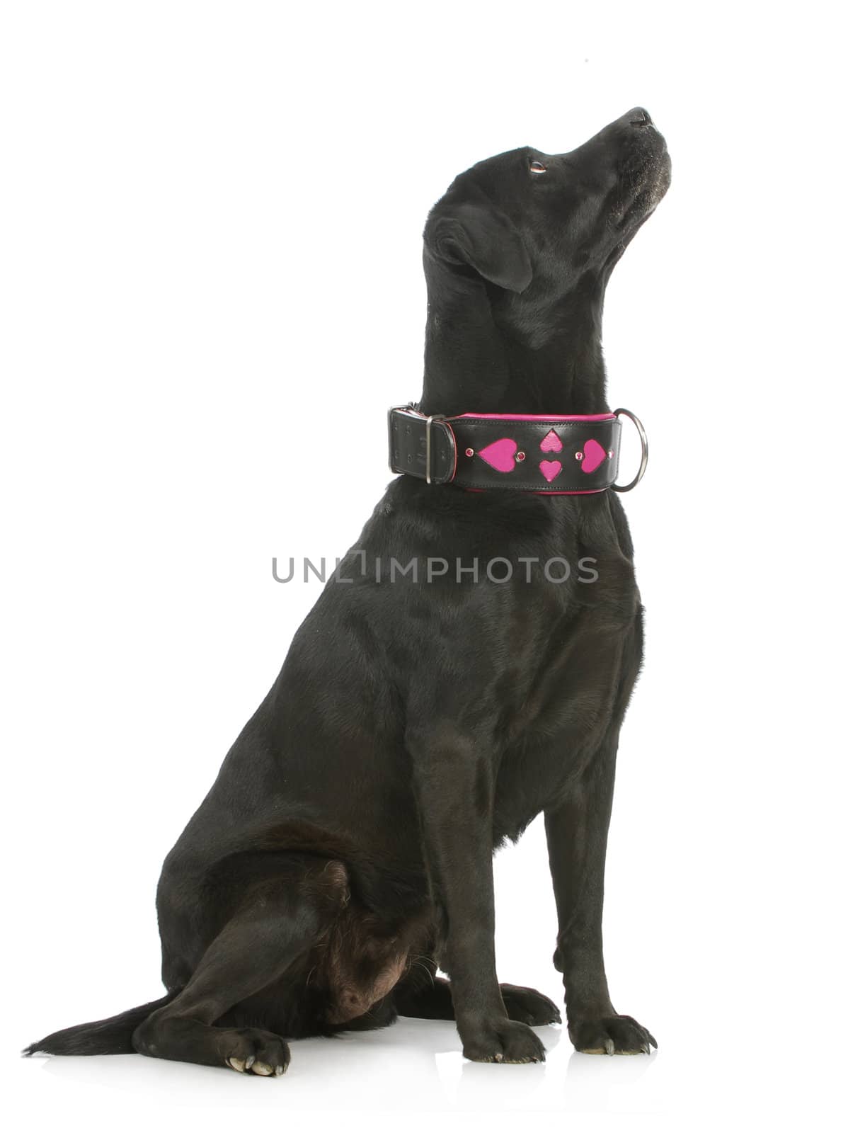 labrador retriever wearing collar sitting looking up on white background