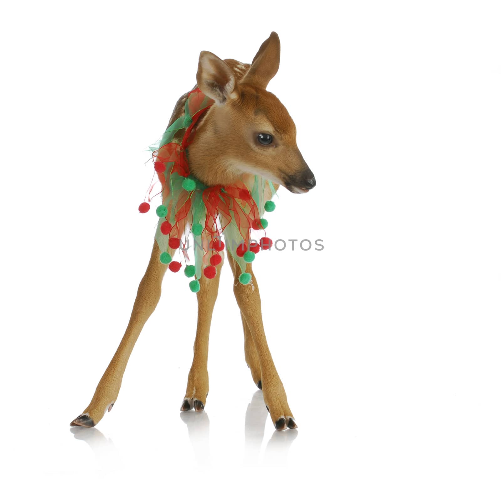 christmas deer - baby fawn with green and red ribbon around neck
