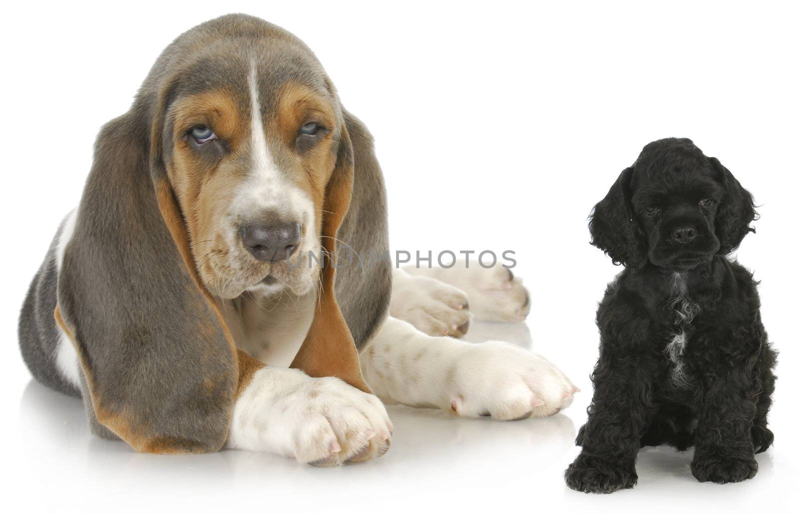 two puppies - basset hound and american cocker spaniel puppy - both eight weeks old
