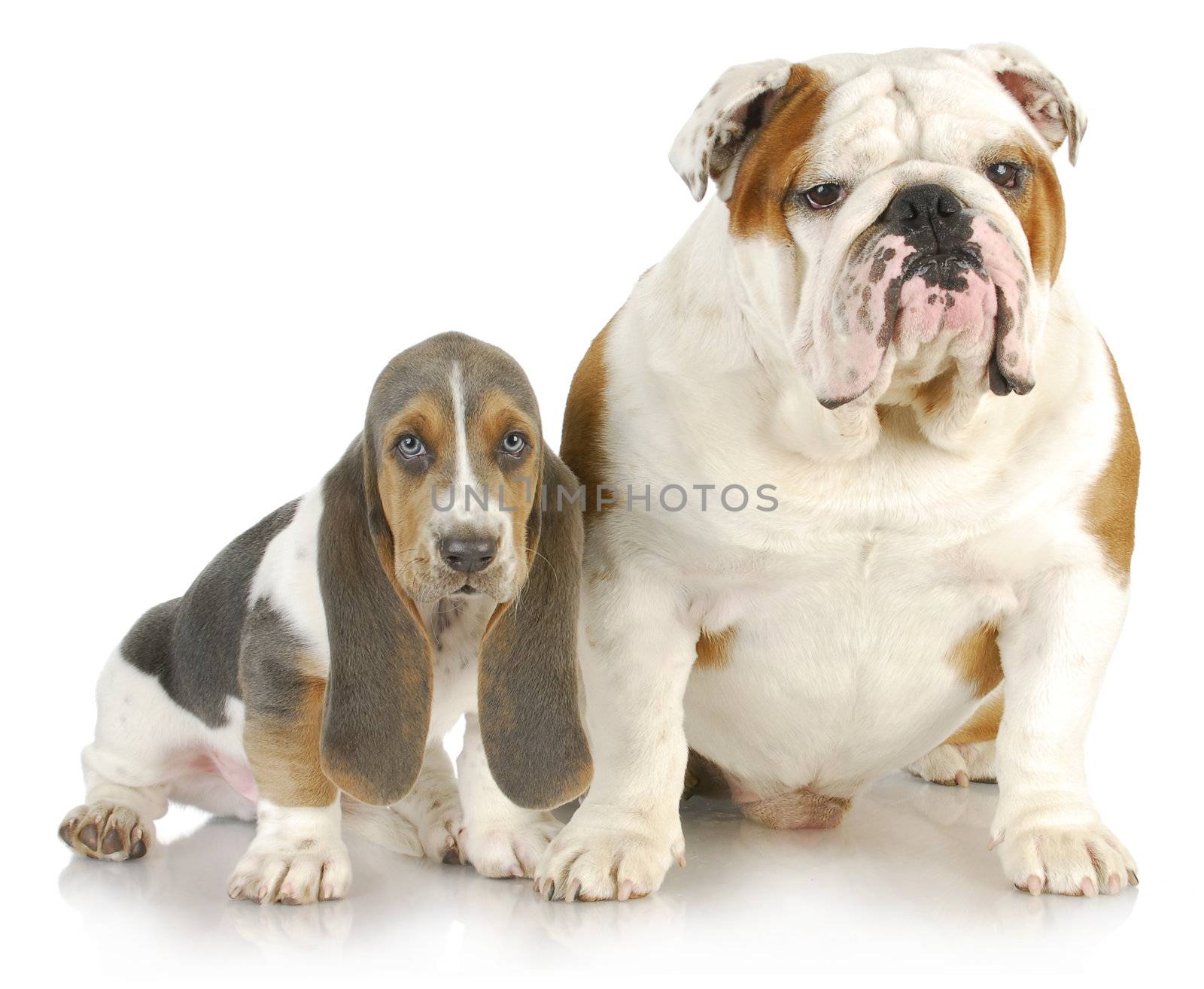 basset hound and bulldog - basset hound puppy and english bulldog sitting beside each other on white background