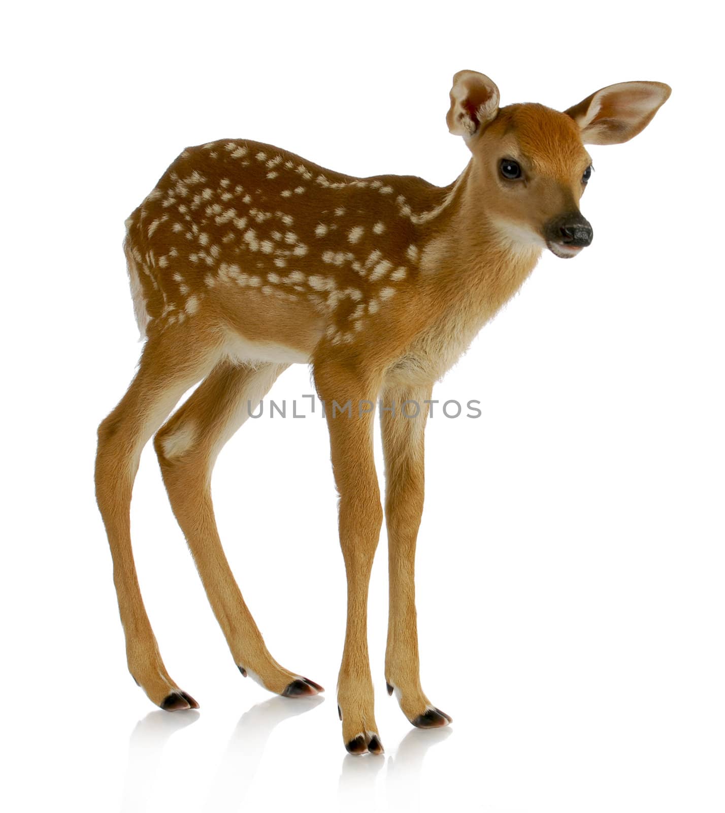 fawn - white-tail standing isolated on white background
