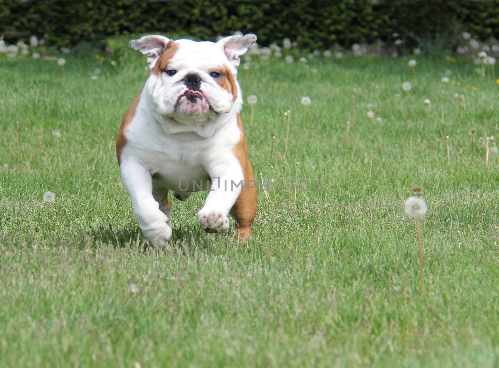 dog running in the grass - english bulldog 2.5 years old