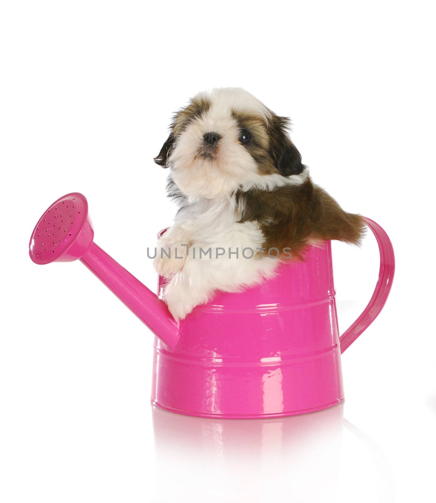 cute puppy in a pink watering can - shih tzu puppy - 6 weeks old