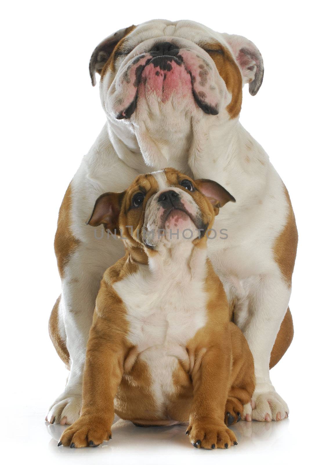 bulldog father and son by willeecole123