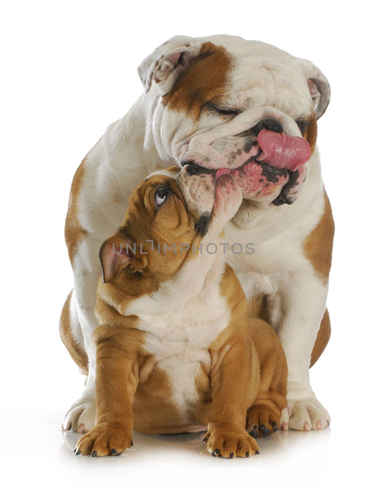 bulldog father and son kissing each other