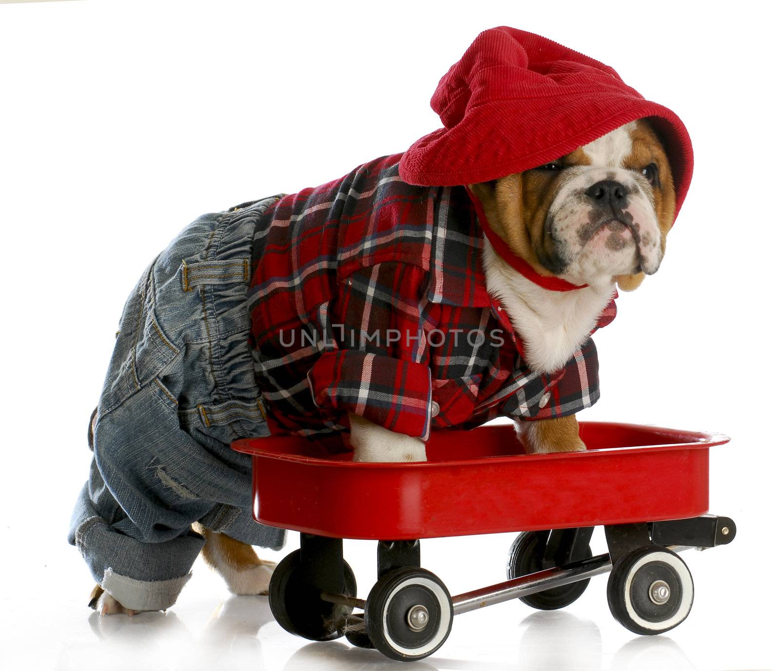 bulldog puppy in a red wagon