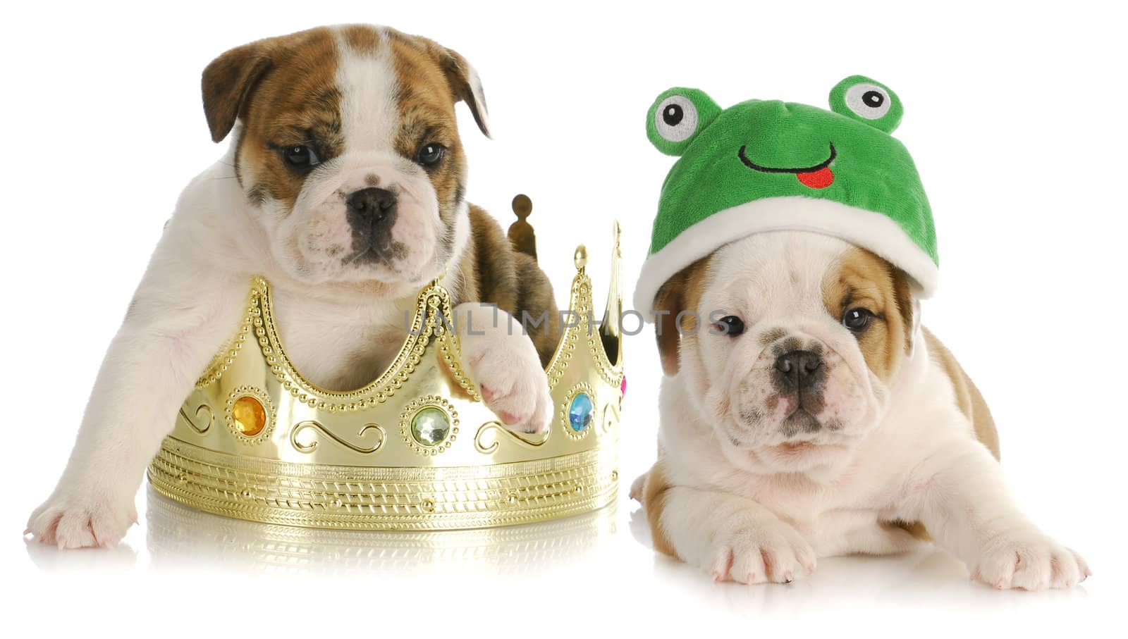 prince and the frog - english bulldog sitting in a crown with bulldog frog laying beside 