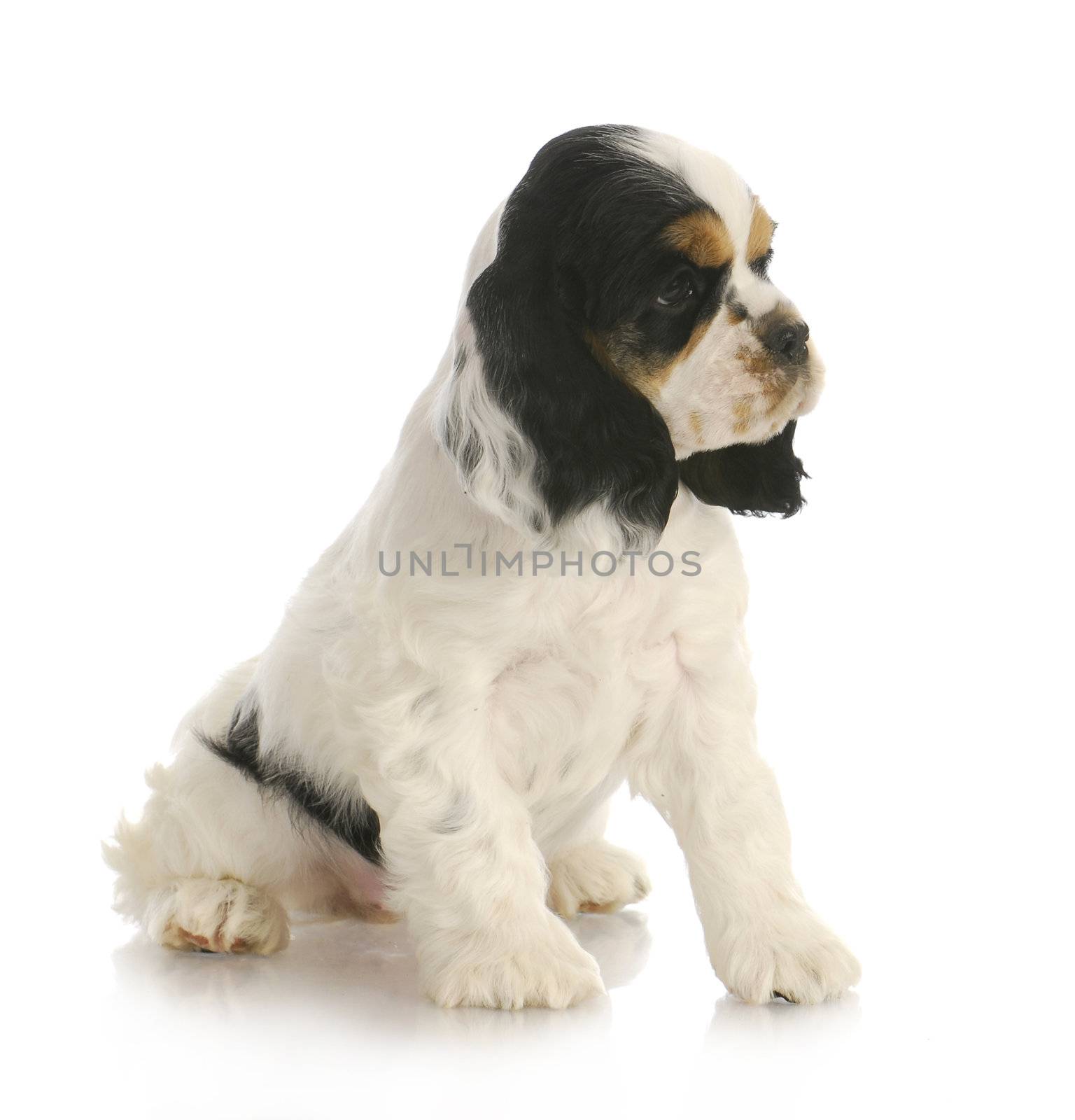 cute puppy - tri color american cocker spaniel puppy sitting on white background