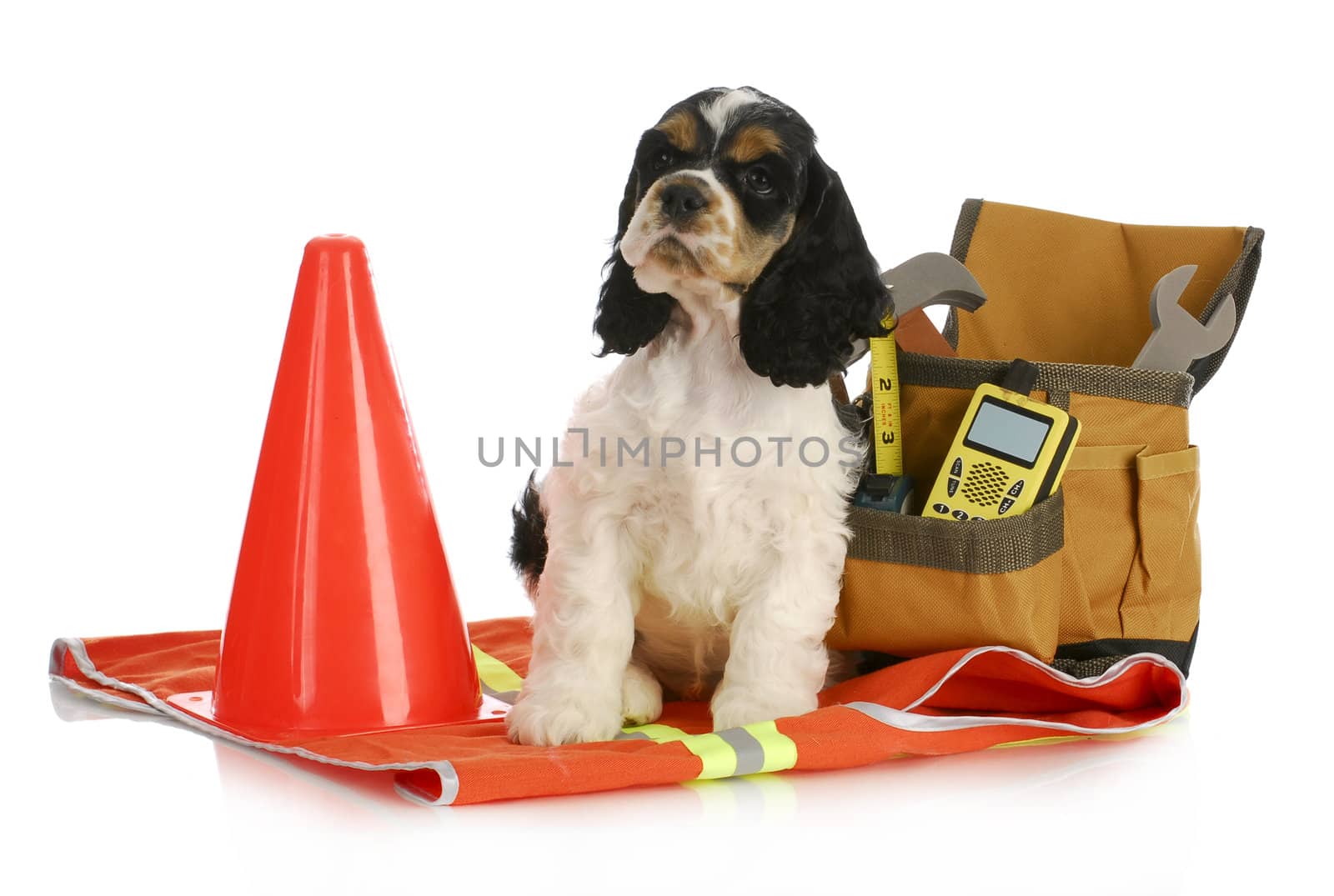 working dog - american cocker spaniel puppy sitting with construction tools - 8 weeks old