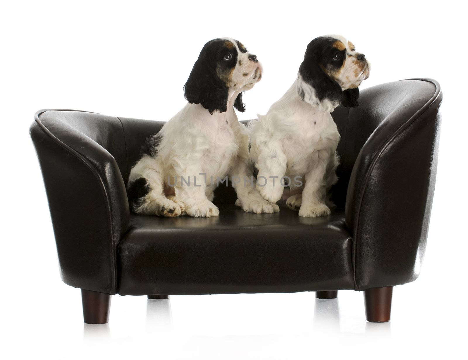 littermates - two cute cocker spaniel puppies sitting on couch looking up