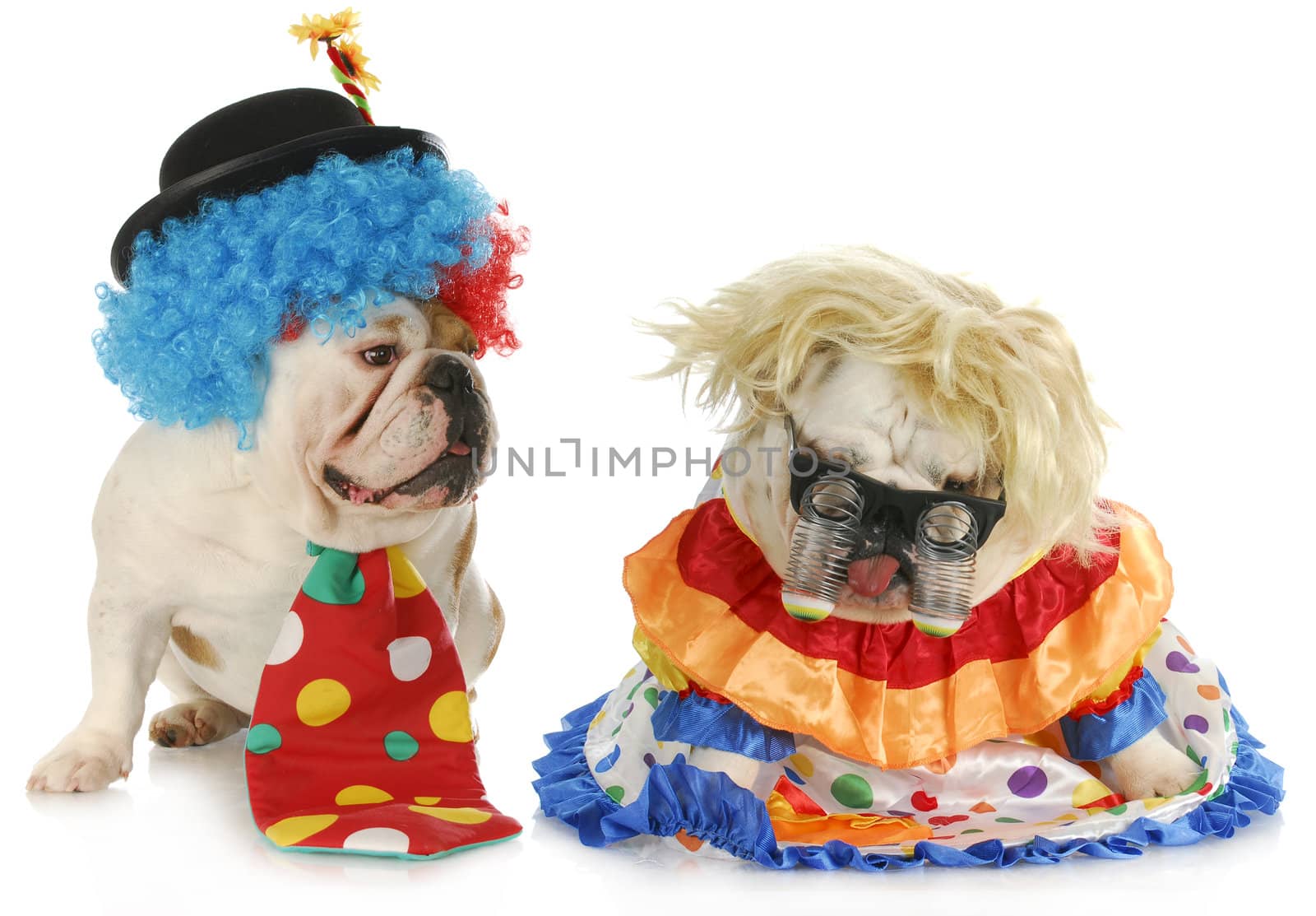 dog clowns - male and female english bulldog clowns on white background