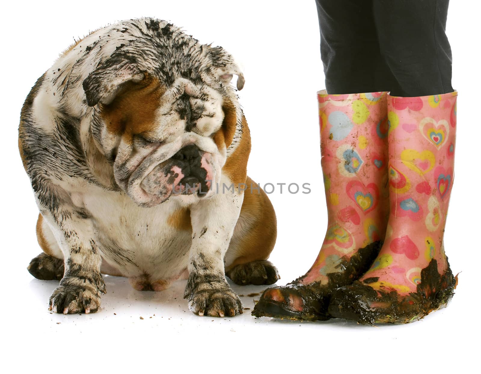 dirty dog and muddy boots - english bulldog sitting beside woman wearing rubber boots on white background