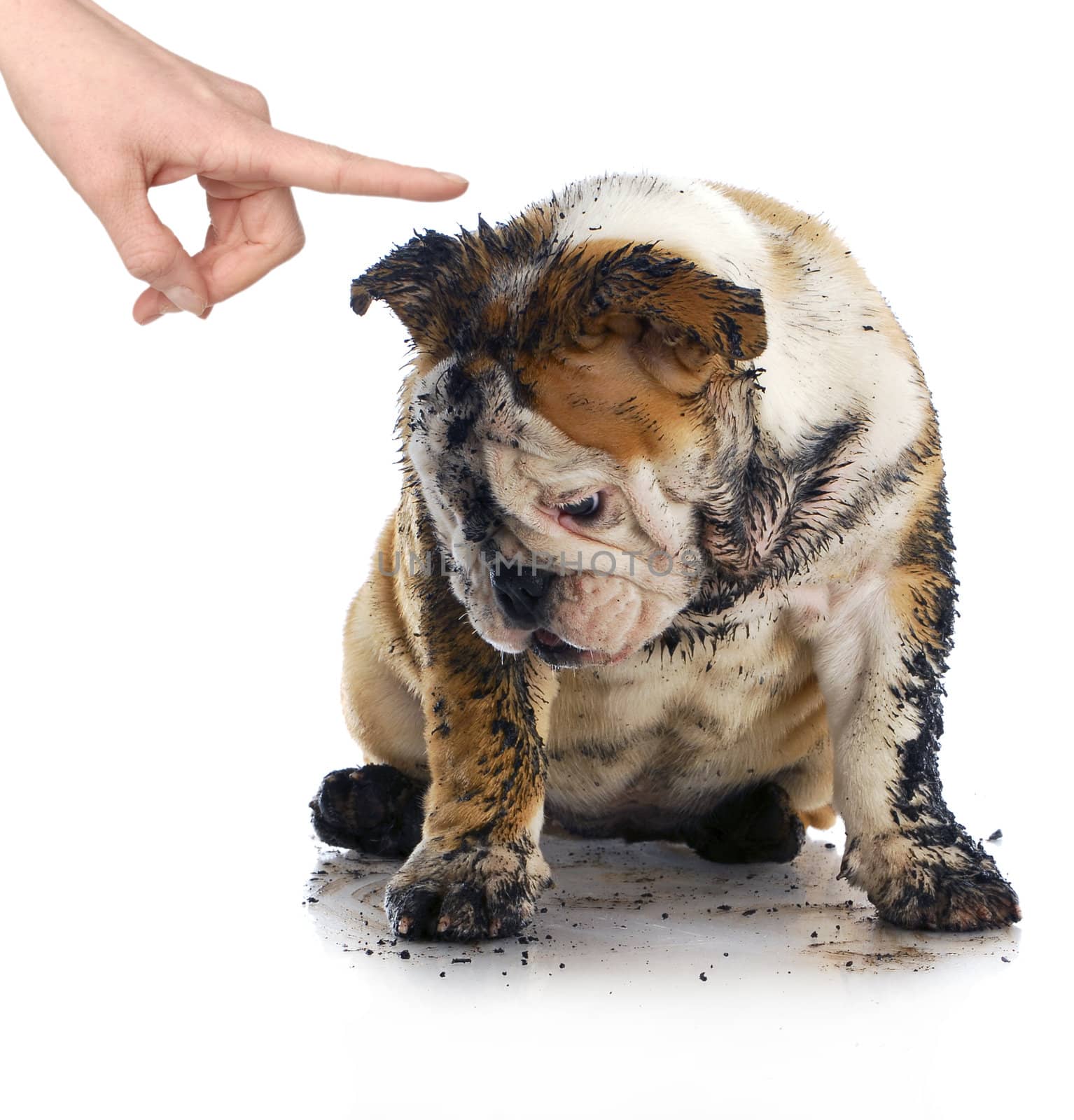 bad dog - dirty sad english bulldog being scolded by wagging finger